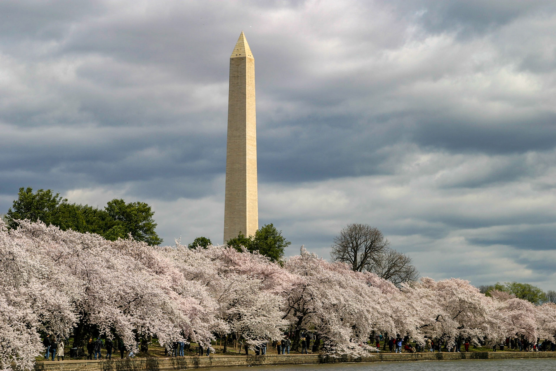 Cherry blossoms around the Tidal Basin with Washington Memorial in background - Washington, DC