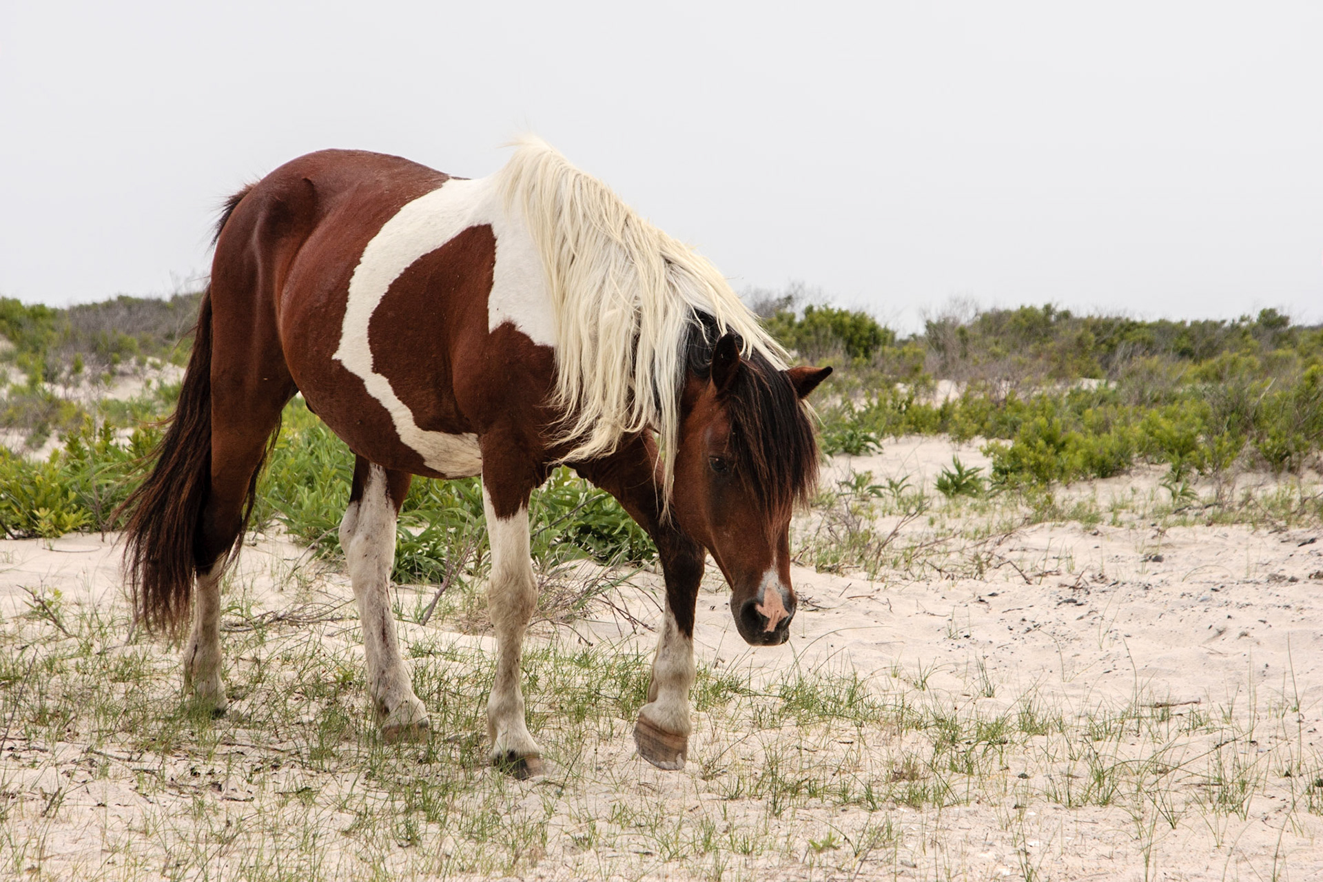 Wild horse - Assateague, Delaware