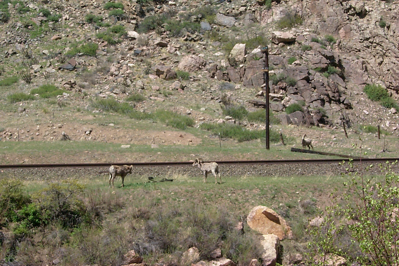 Bighorn sheep along railway - Colorado