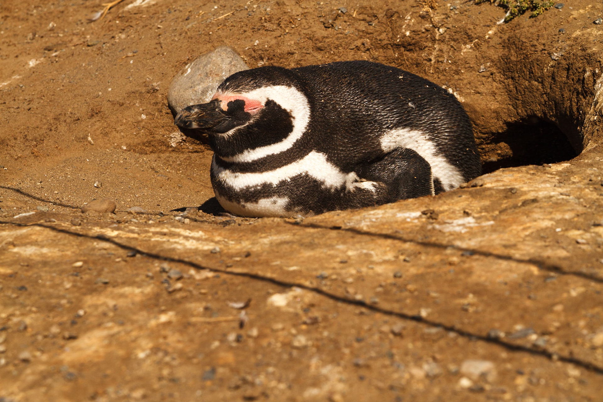 These penguins make their nest in the ground - Punta Arenas, Chile