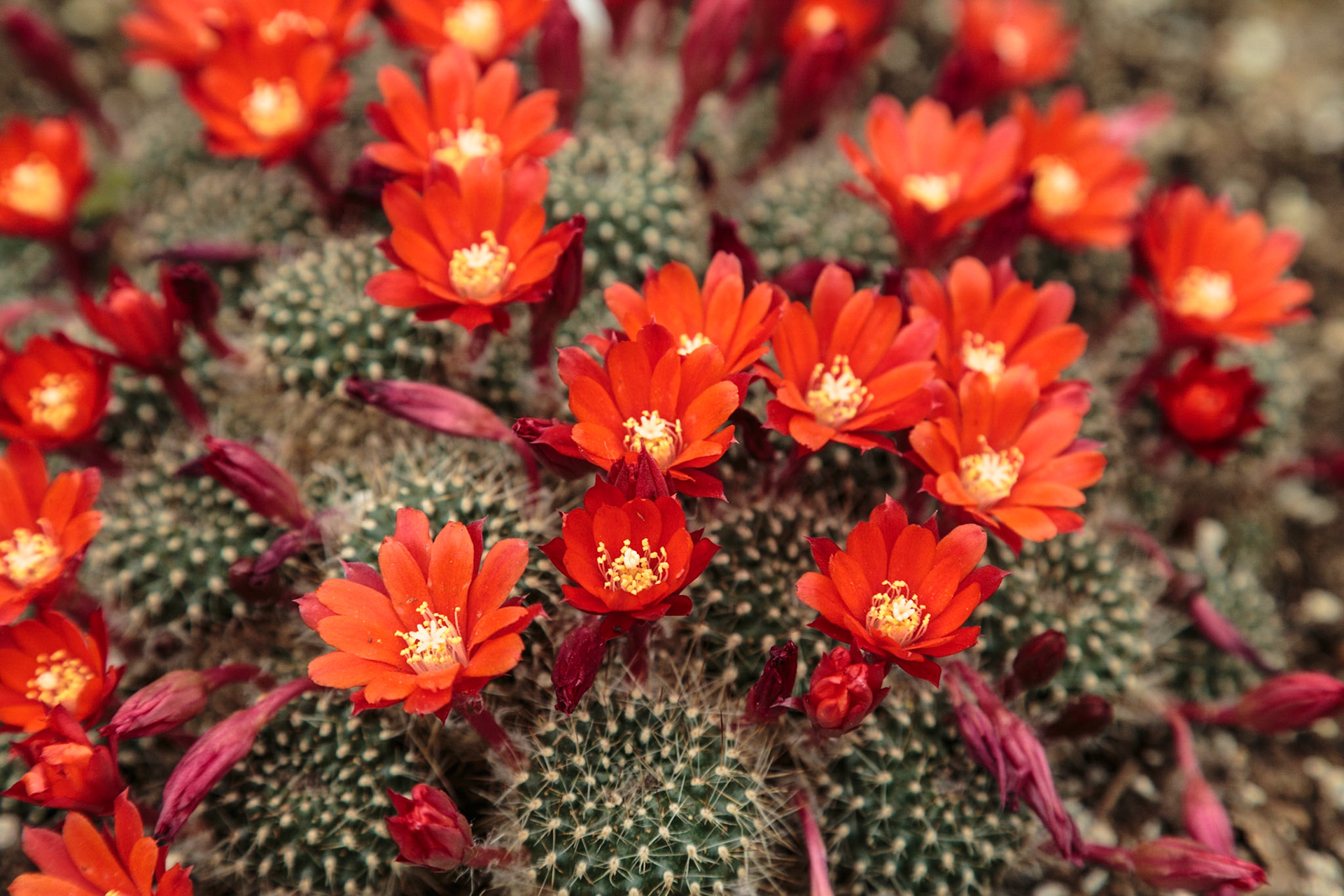 Blooming cactus - Botanical Gardens, Montreal, Canada