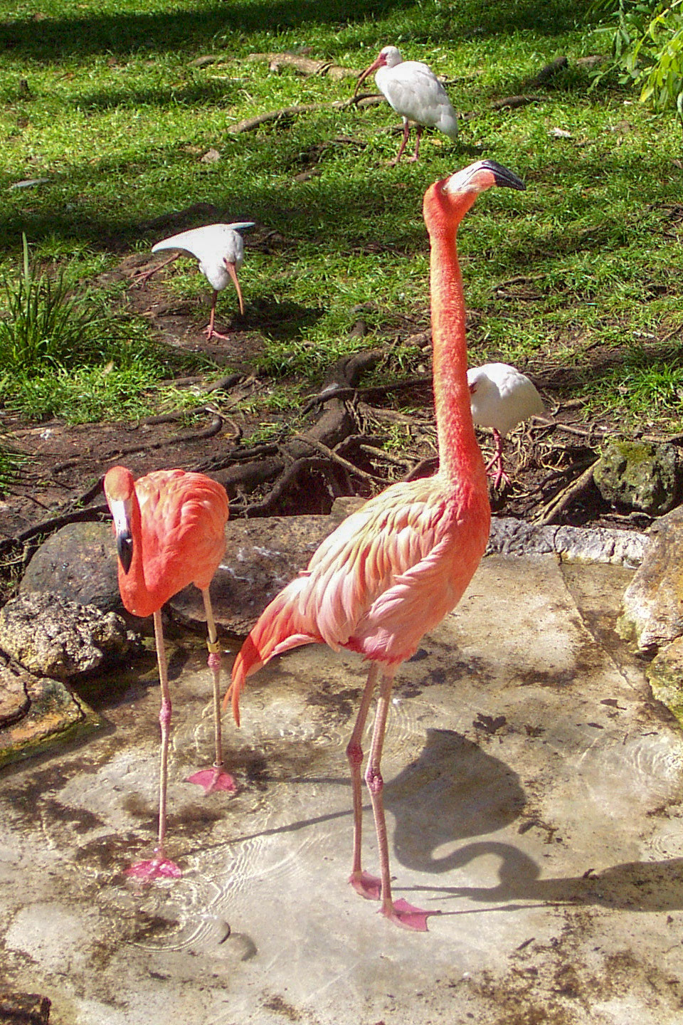Flamingos - Silver Springs, FL