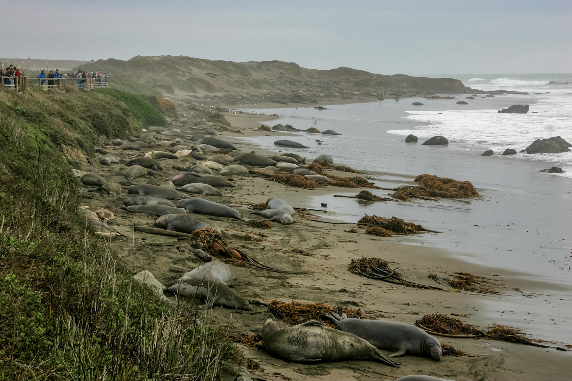 Elephant Seals on beach - near San Simeon, CA