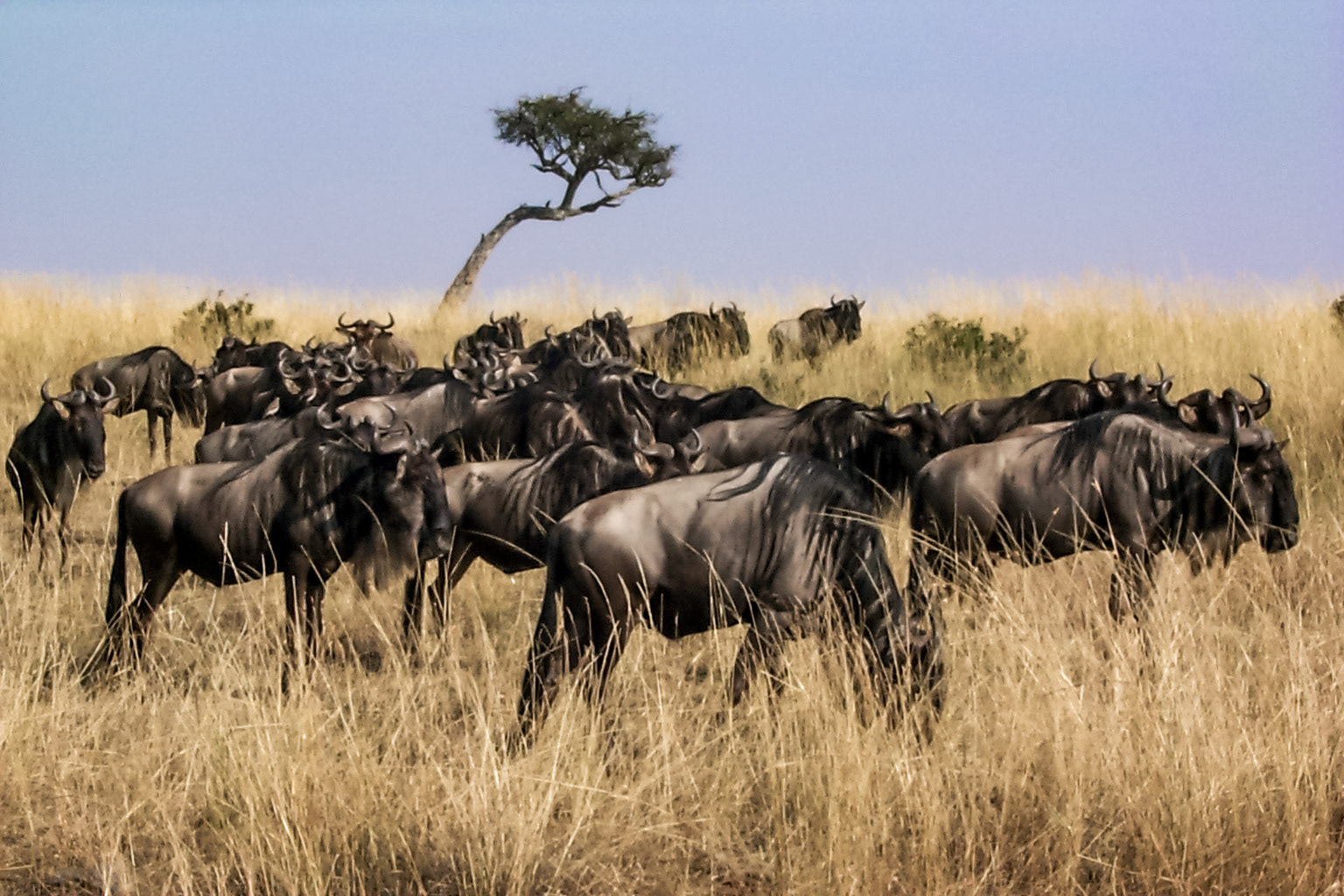 African photo safari, gnu or wildebeests - Kenya