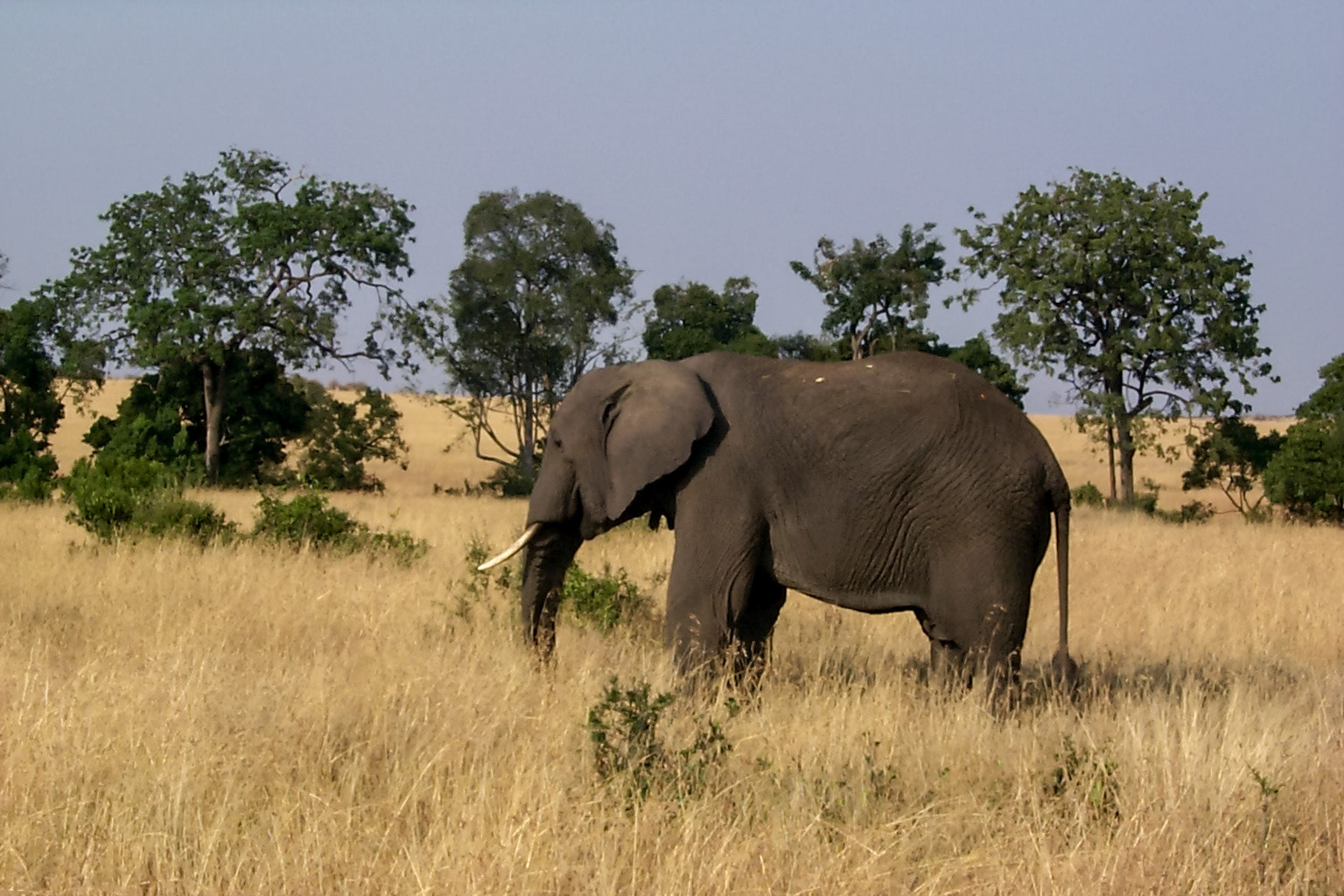 African photo safari, african elephant - Kenya