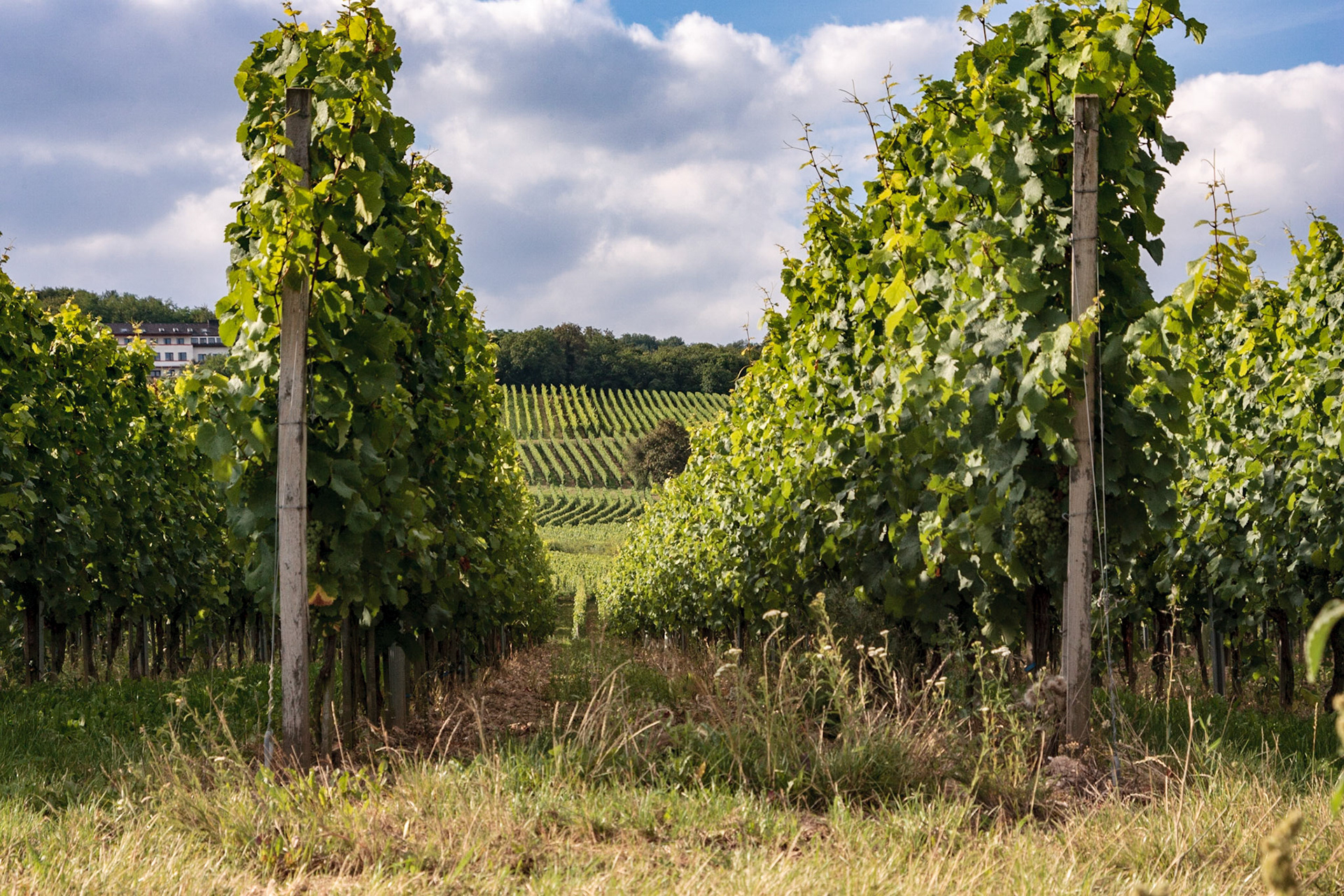 Grapes on the vine - Ruedesheim am Rhein, Germany