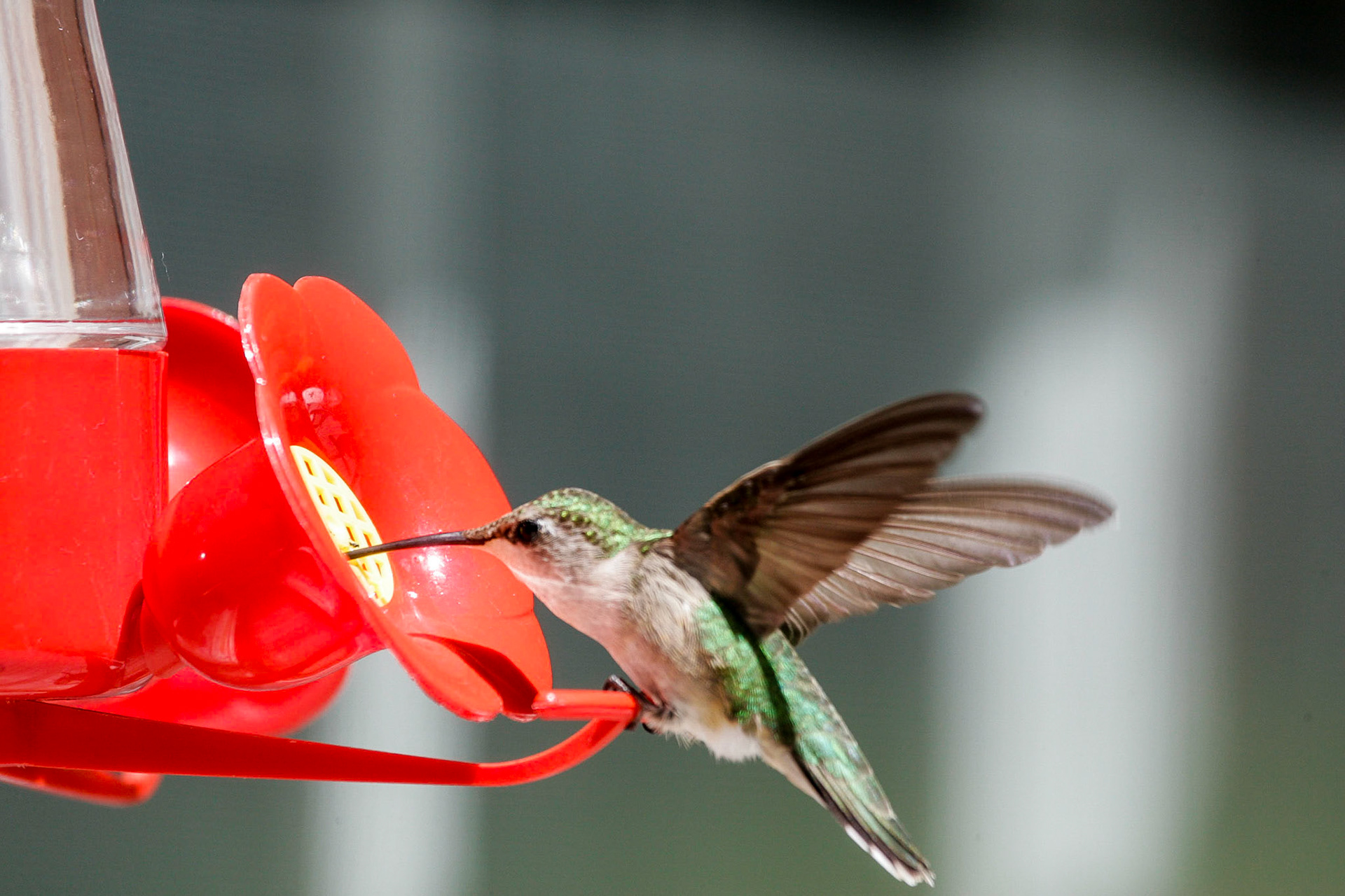 Ruby-throated humming bird - Sebec, ME