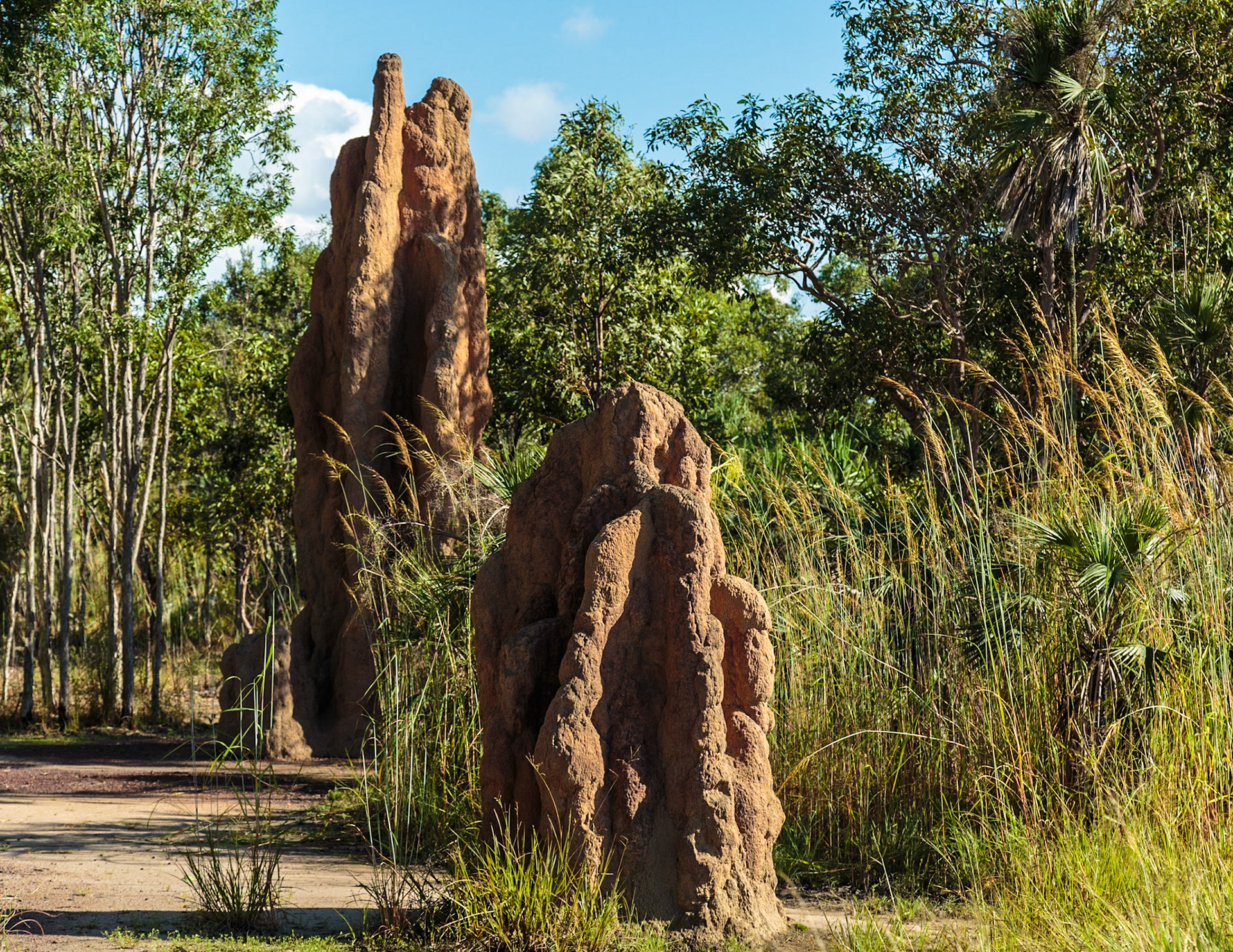 Cathedral termite mound, can reach over 20 feet tall - Darwin, Litchfield National Park, Australia