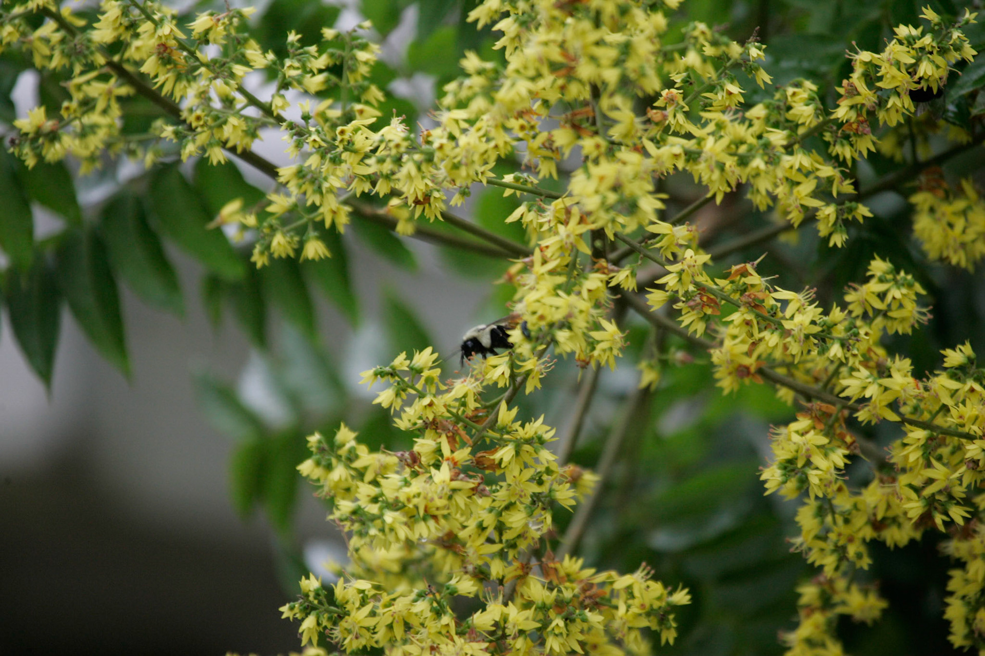 Flower - Interlachen, FL