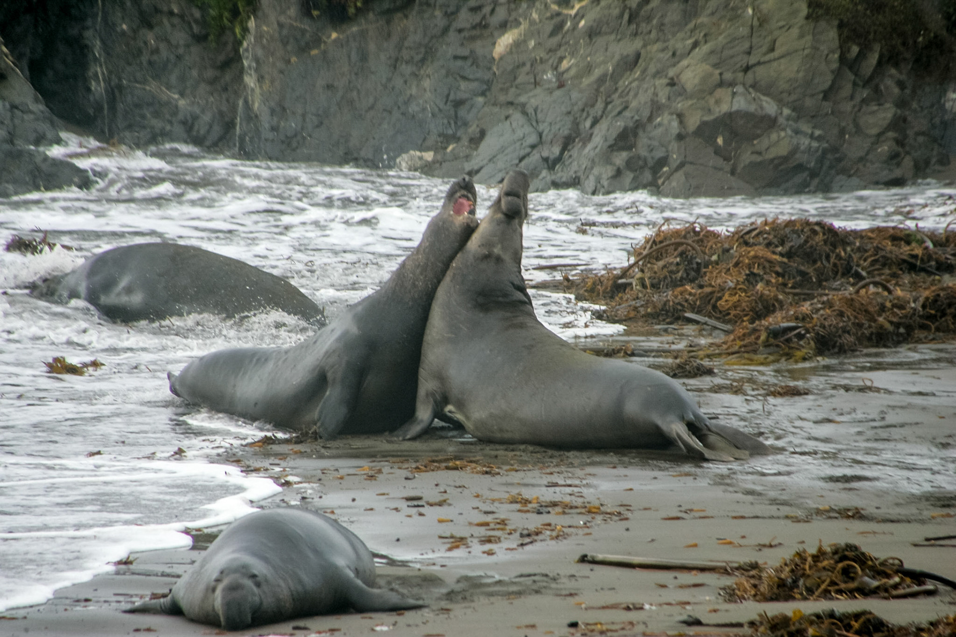 Elephant Seals having a serious discussion on beach - near San Simeon, CA
