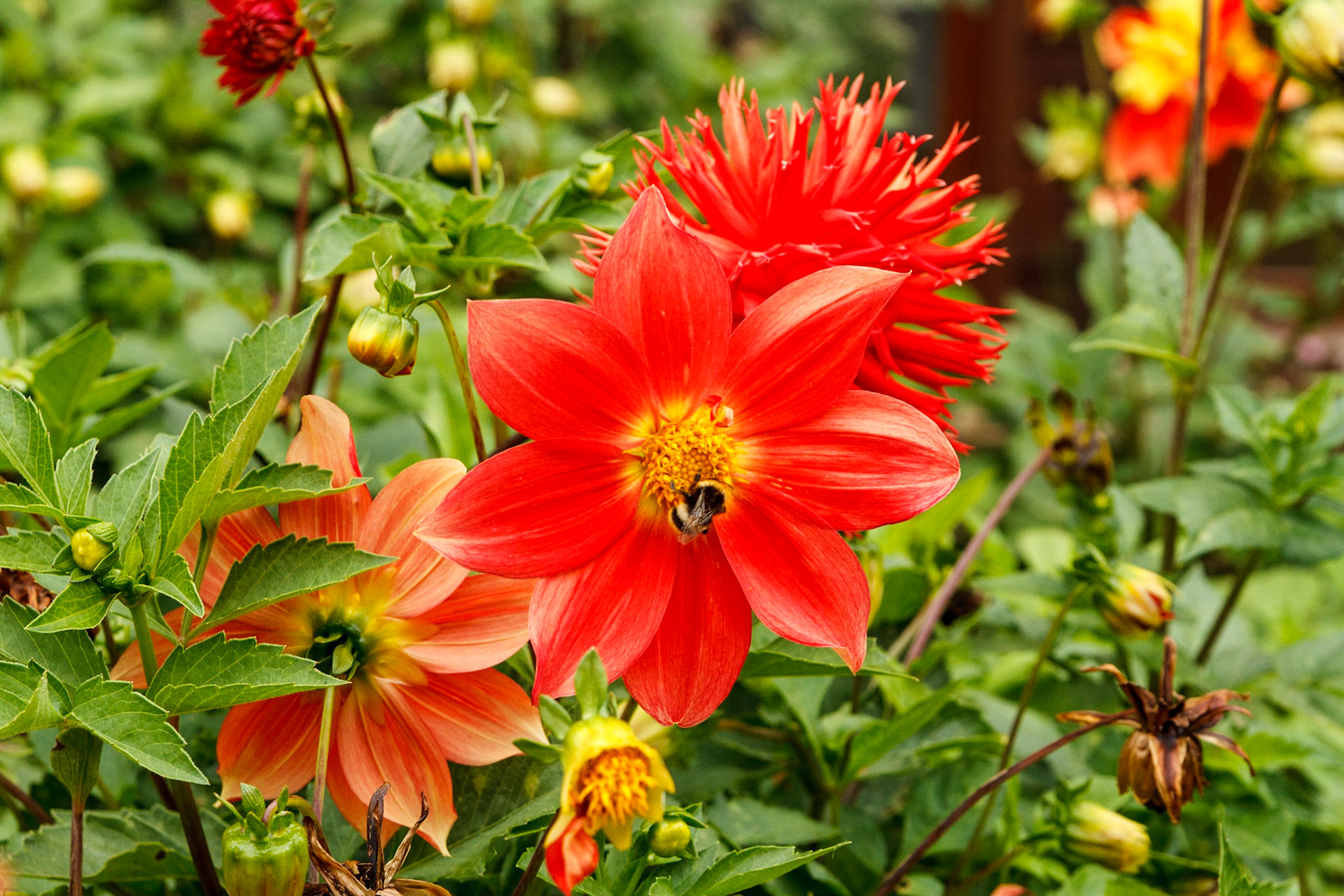 Bee enjoying a flower - Puerto Montt, Chile