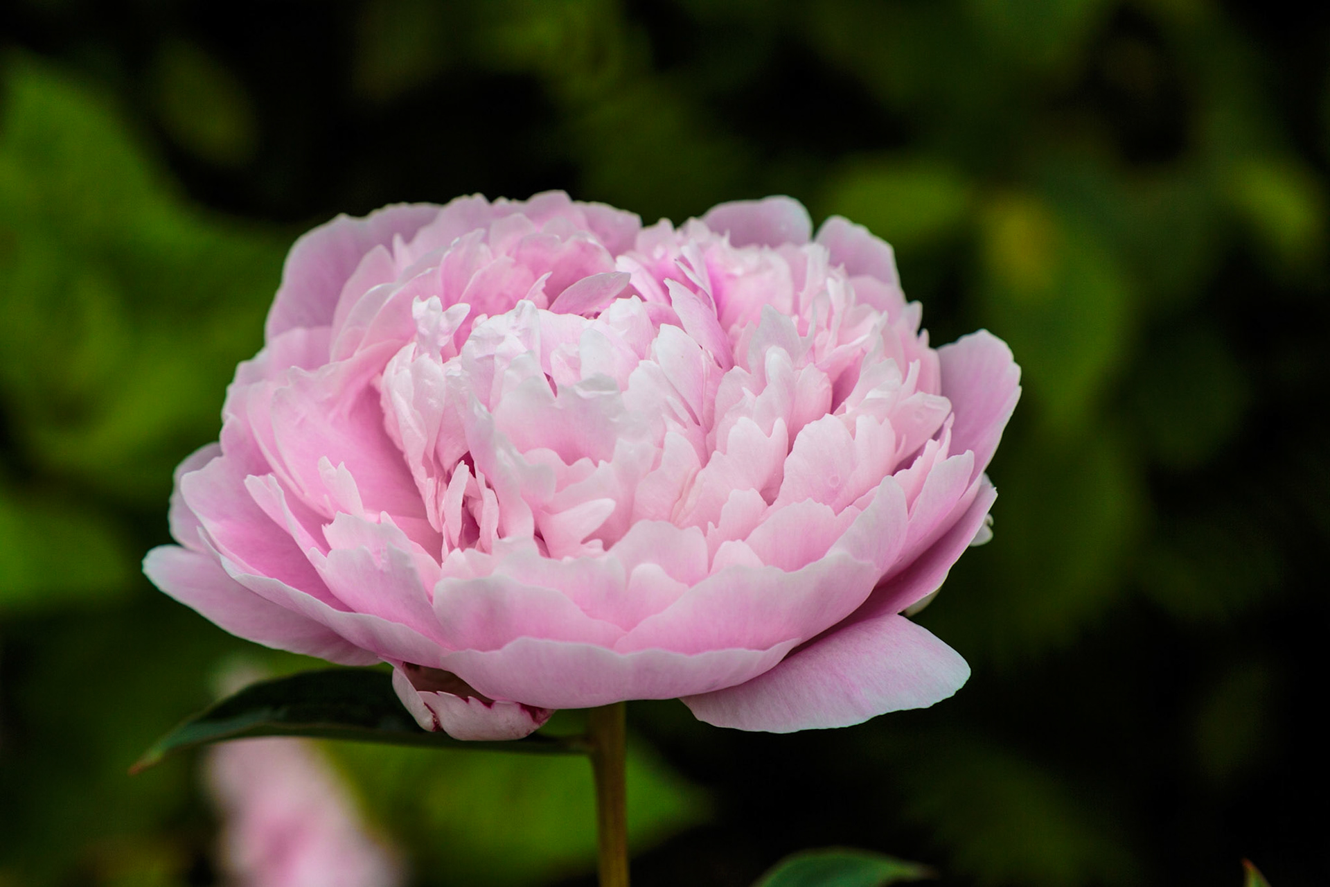 Flower at Burncoat Point Park - Nova Scotia, Canada