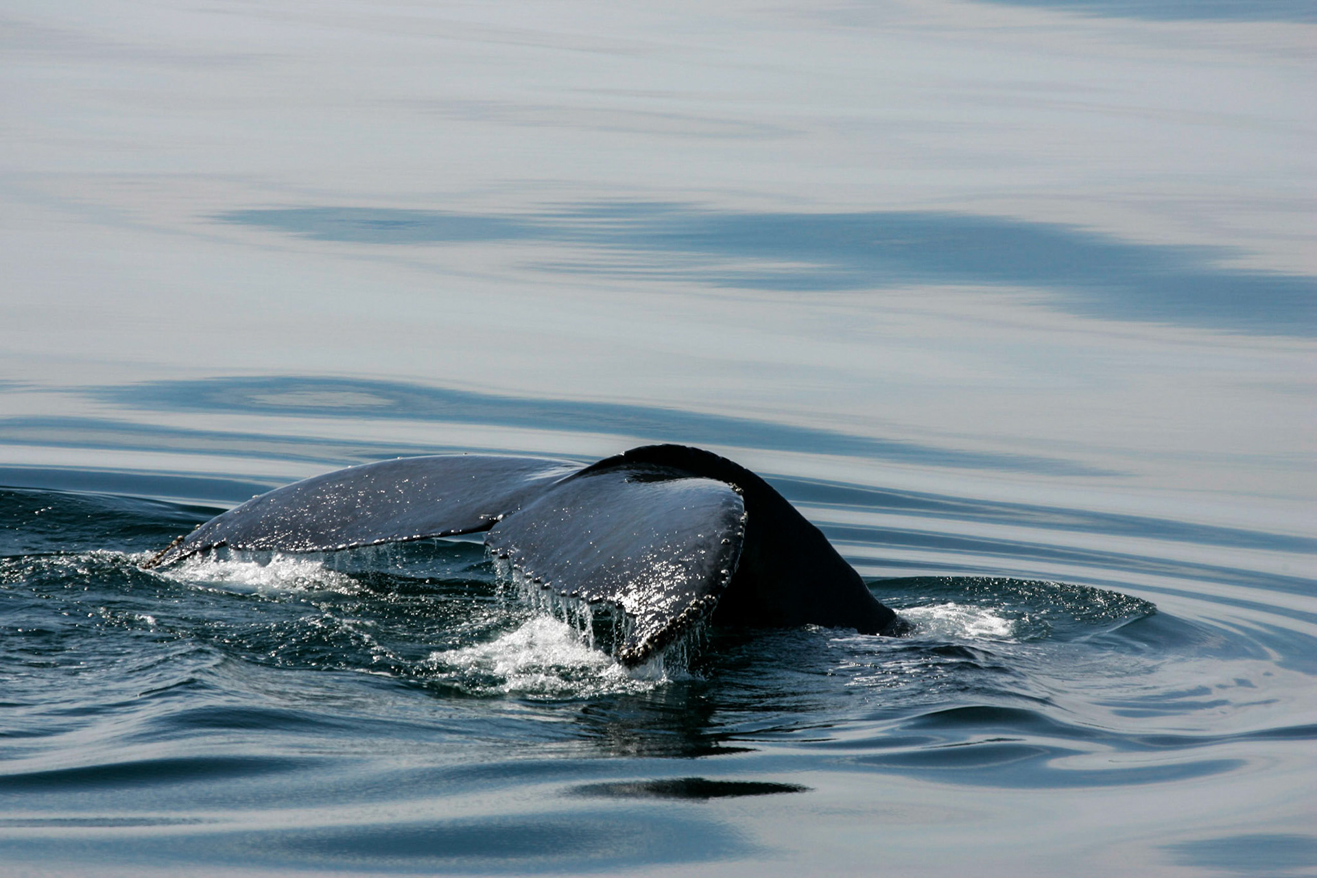 Whale fluke, whale watching - Bar Harbor, ME