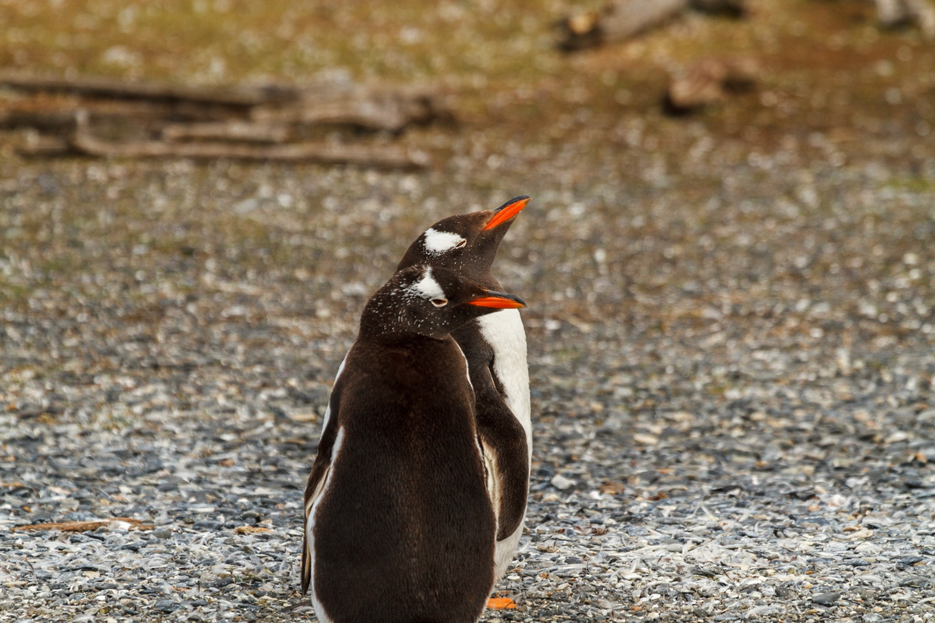 Penguins on the beach - Ushuaia, Argentina