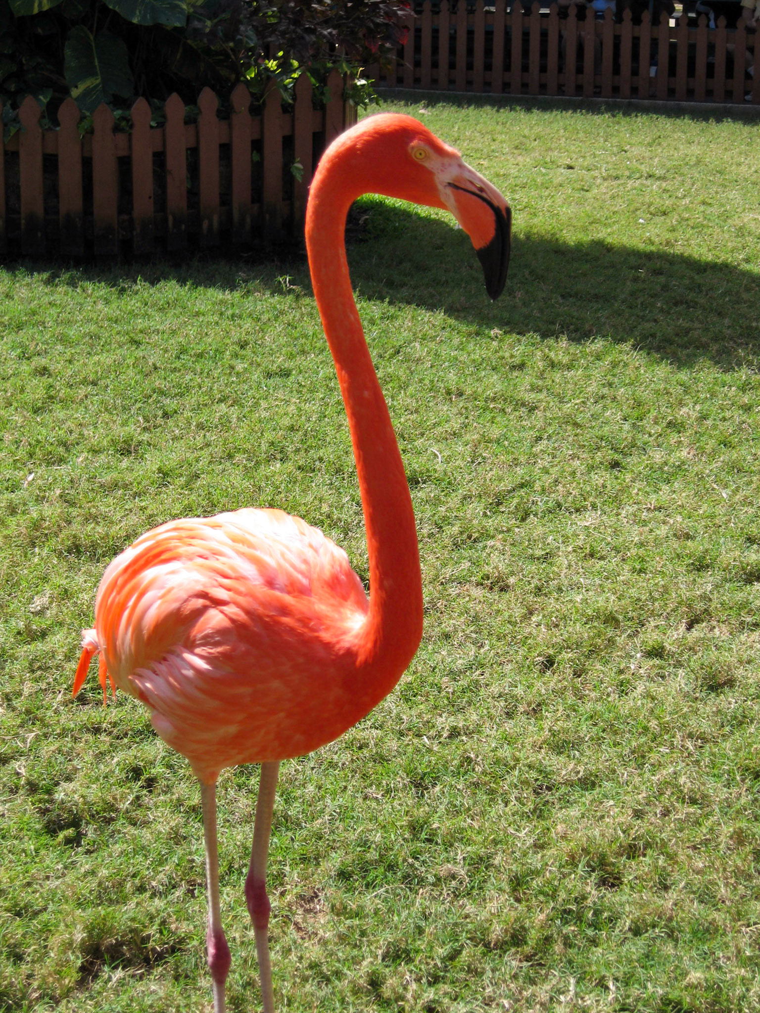 Flamingo - Nassau, Bahamas