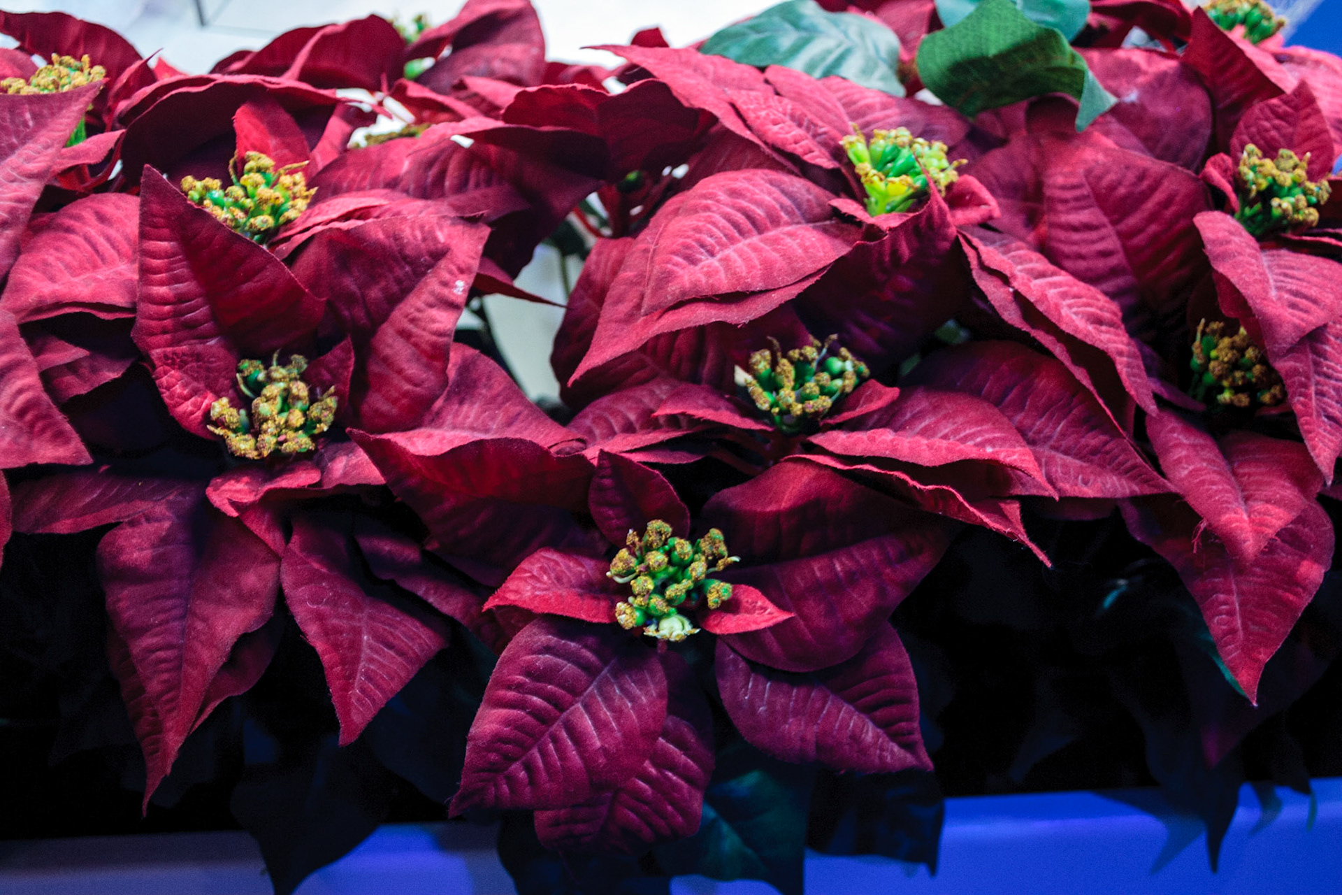 Pointsettias, no they are not ice - Ice! is an annual winter event featuring ice sculptures at Marriott's Gaylord Palms Resort in Kissimmee, Florida