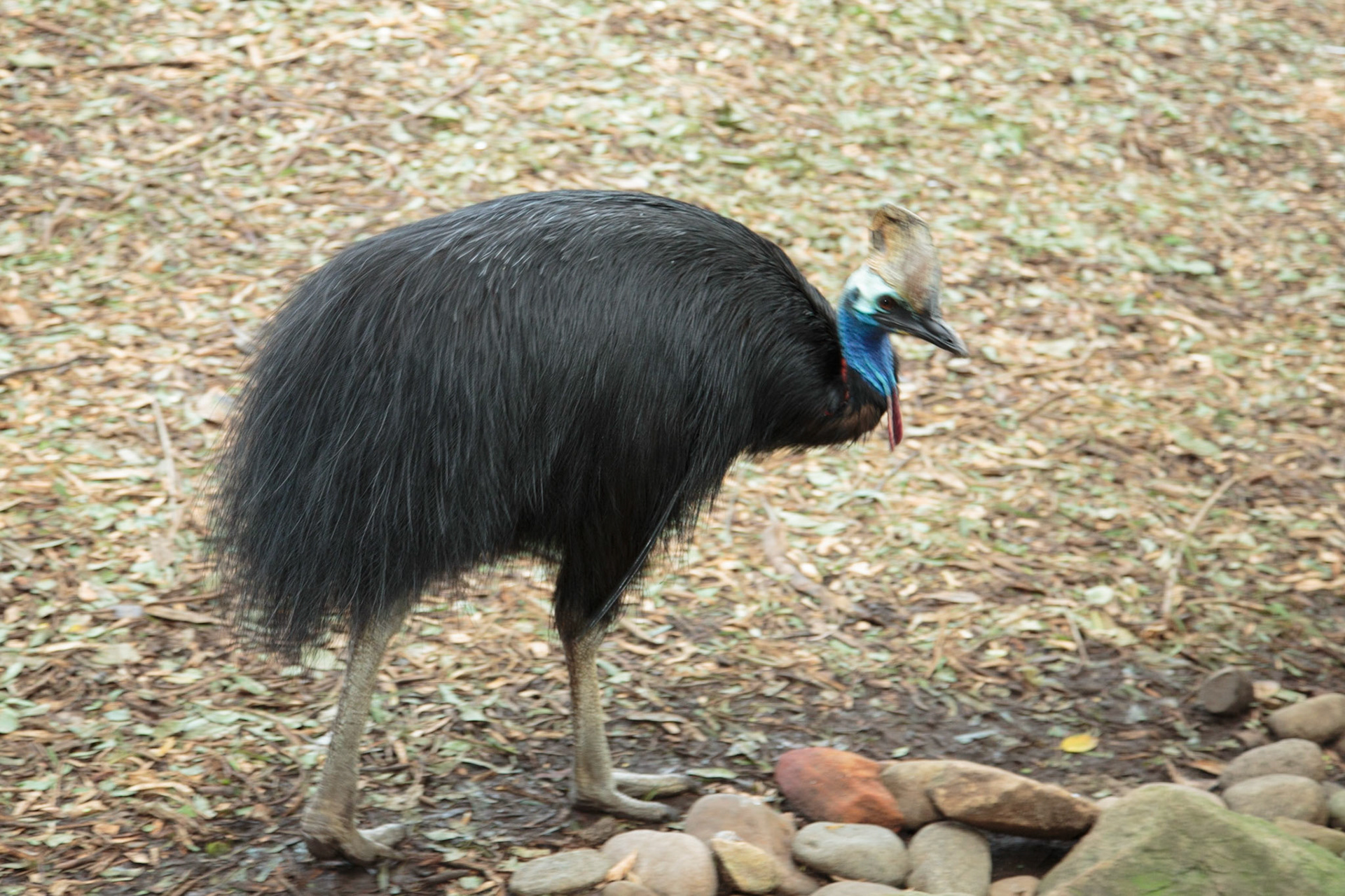 Emu at Featherdale Wildlife Park - Sydney, Australia