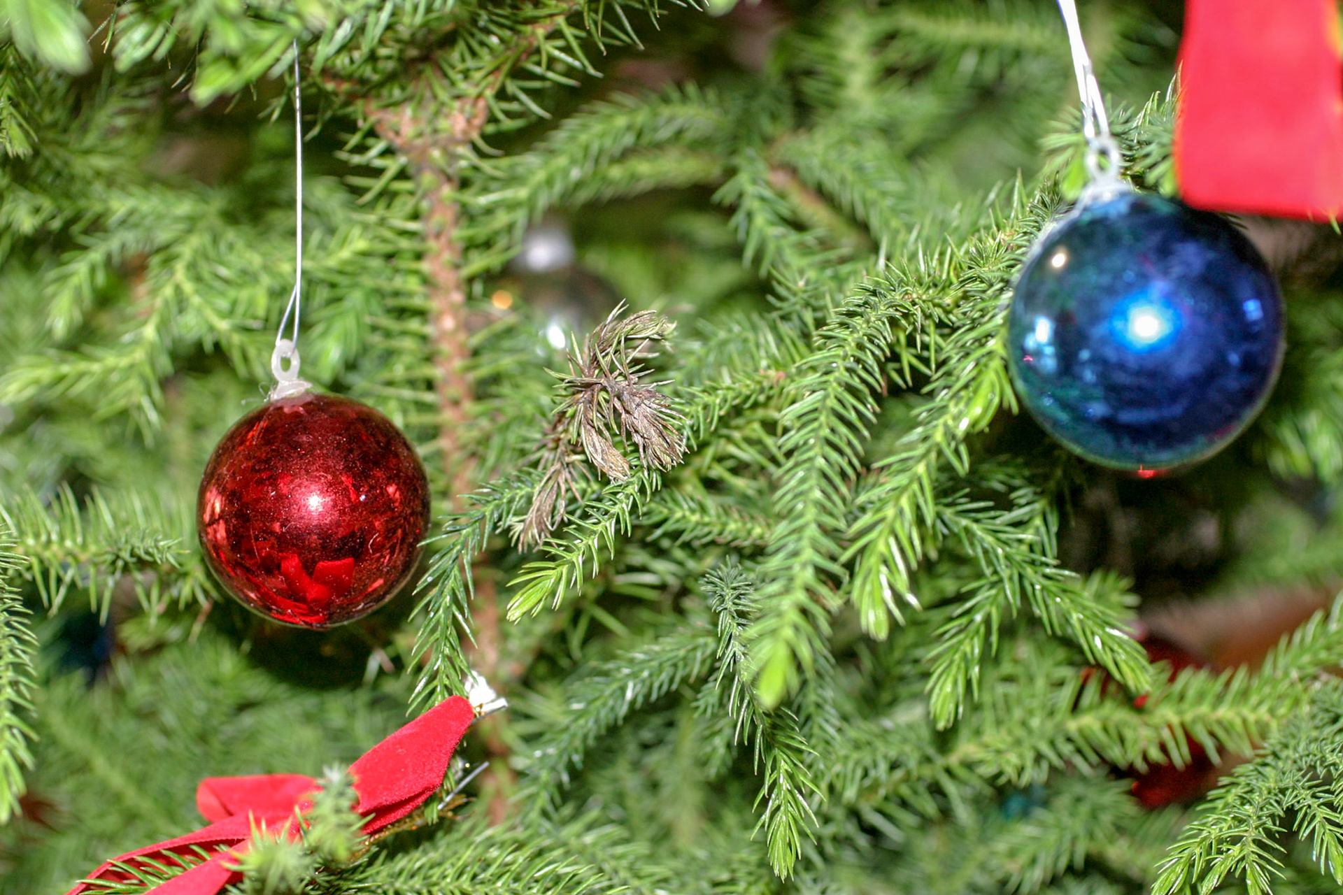 Christmas decorations - Interlachen, FL