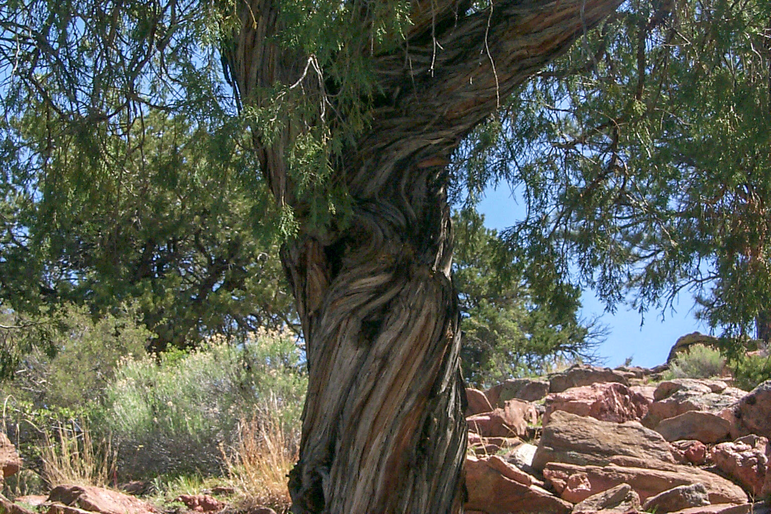 Gnarled tree - Royal Gorge, Canon City, Colorado