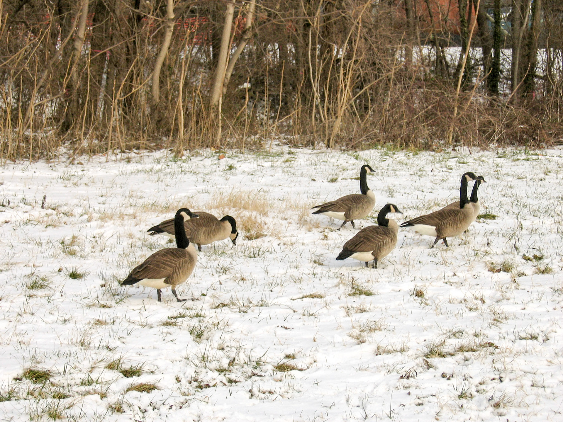 Canadian geese wintering in Virginia - Alexandria, VA