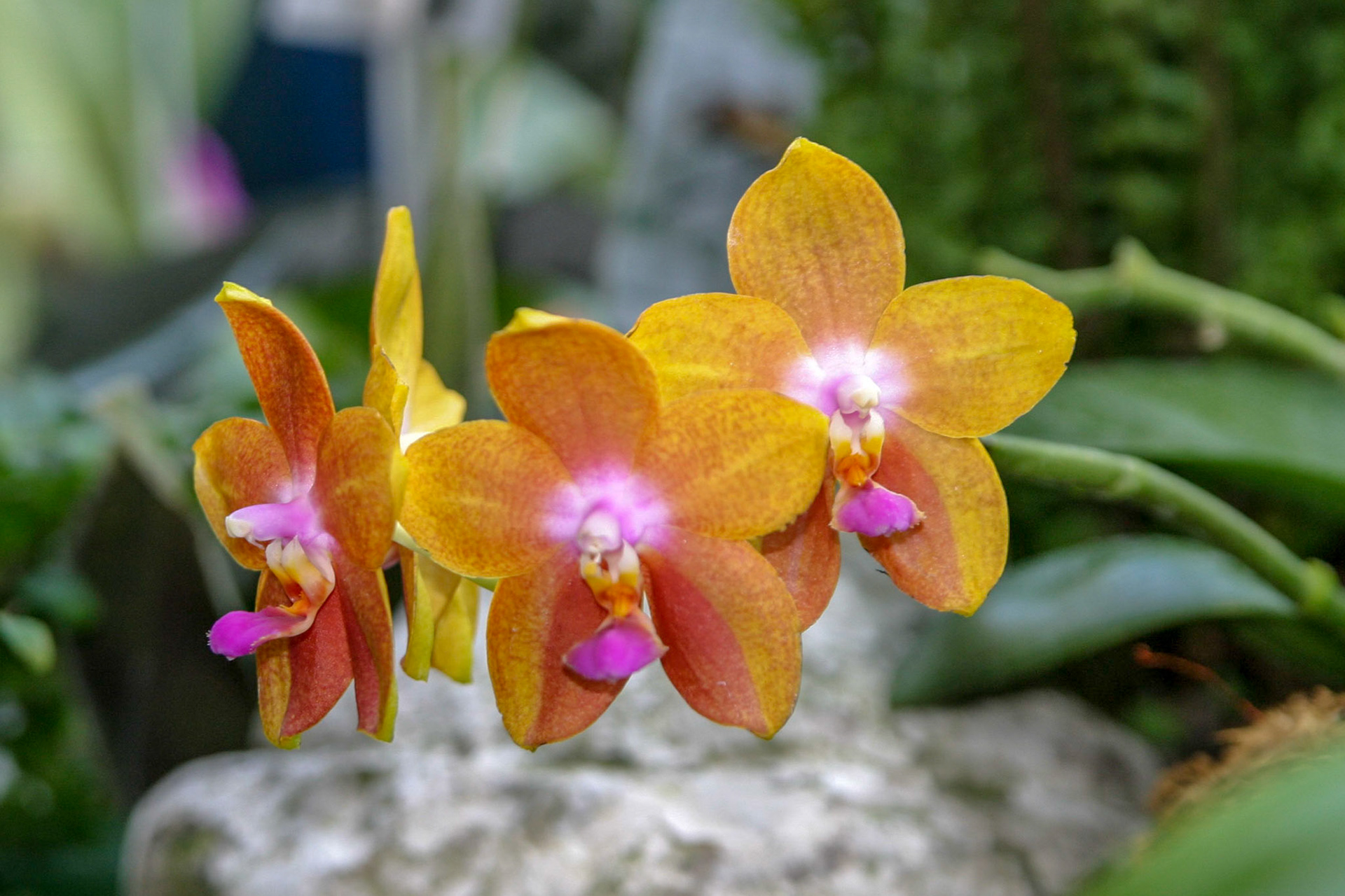 Orchids at the National Botanical Gardens - Washington DC