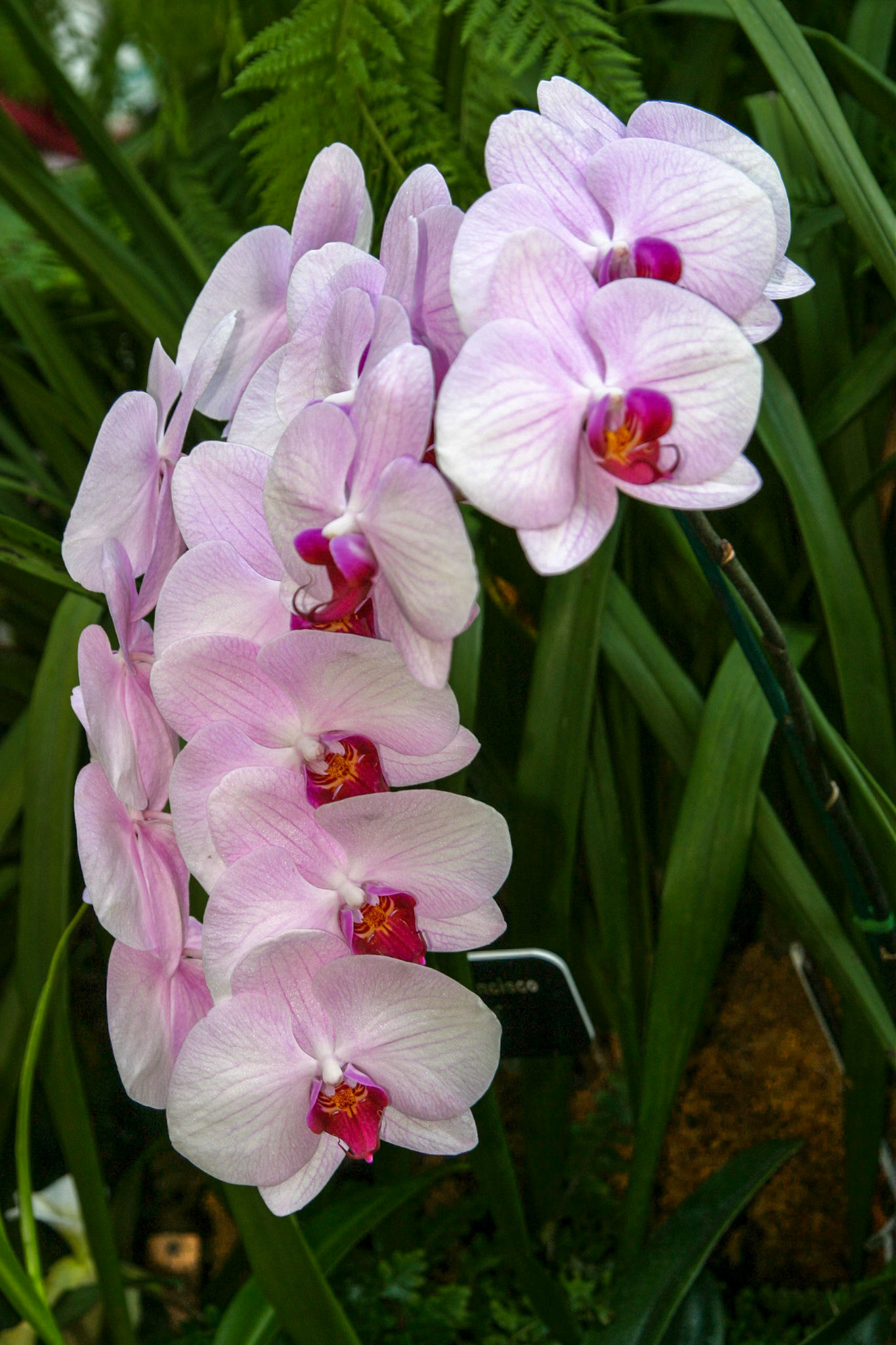 Orchids at the National Botanical Gardens - Washington DC