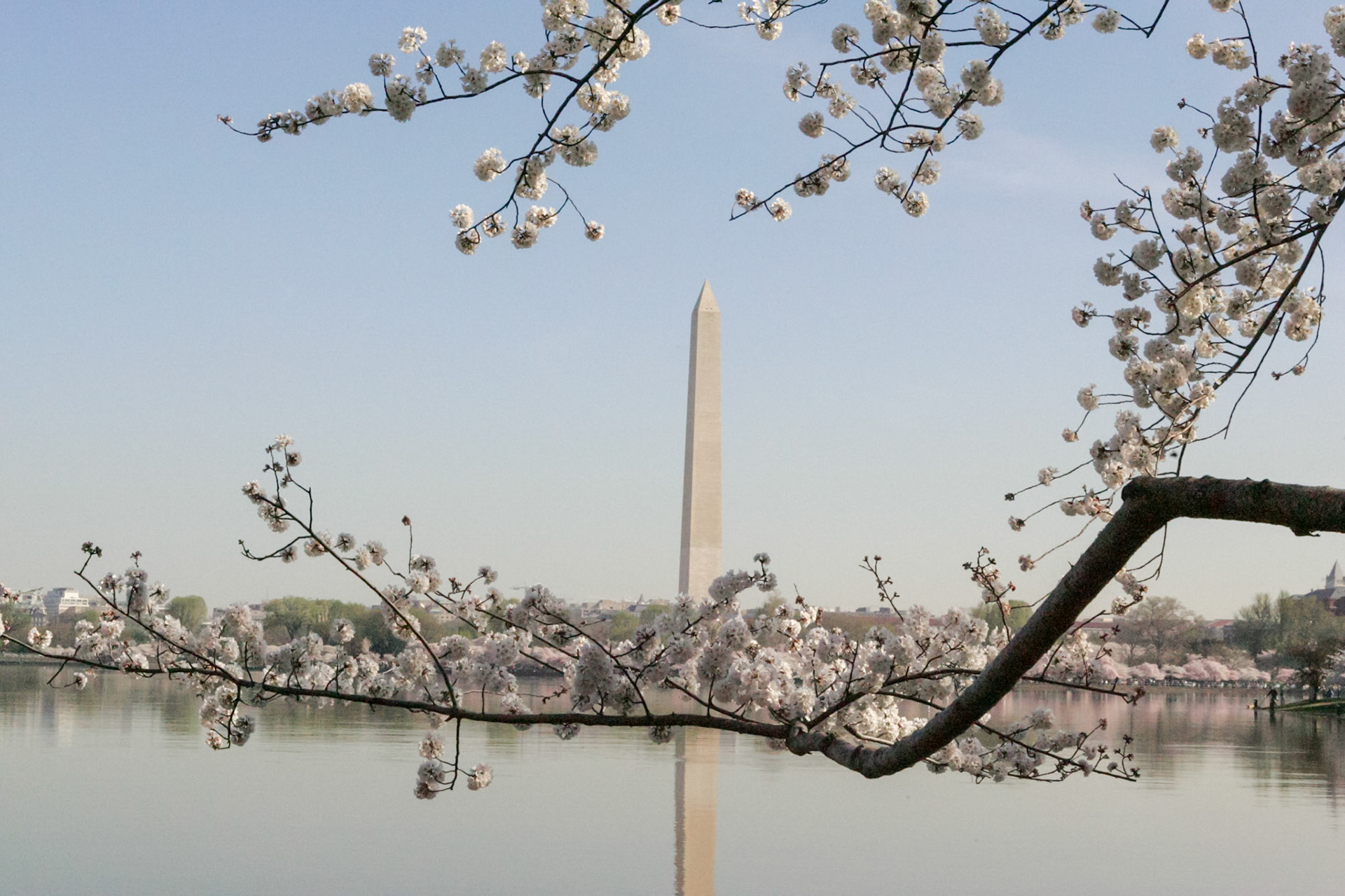 Washington Monument and Cherry blossoms - Washington, DC