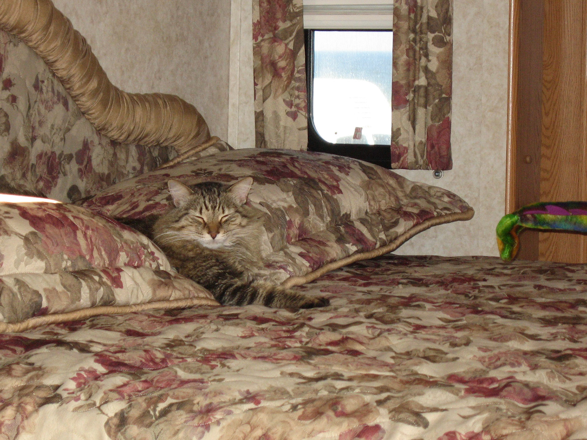 Leo chilling in my camper - Flagler Beach, Florida