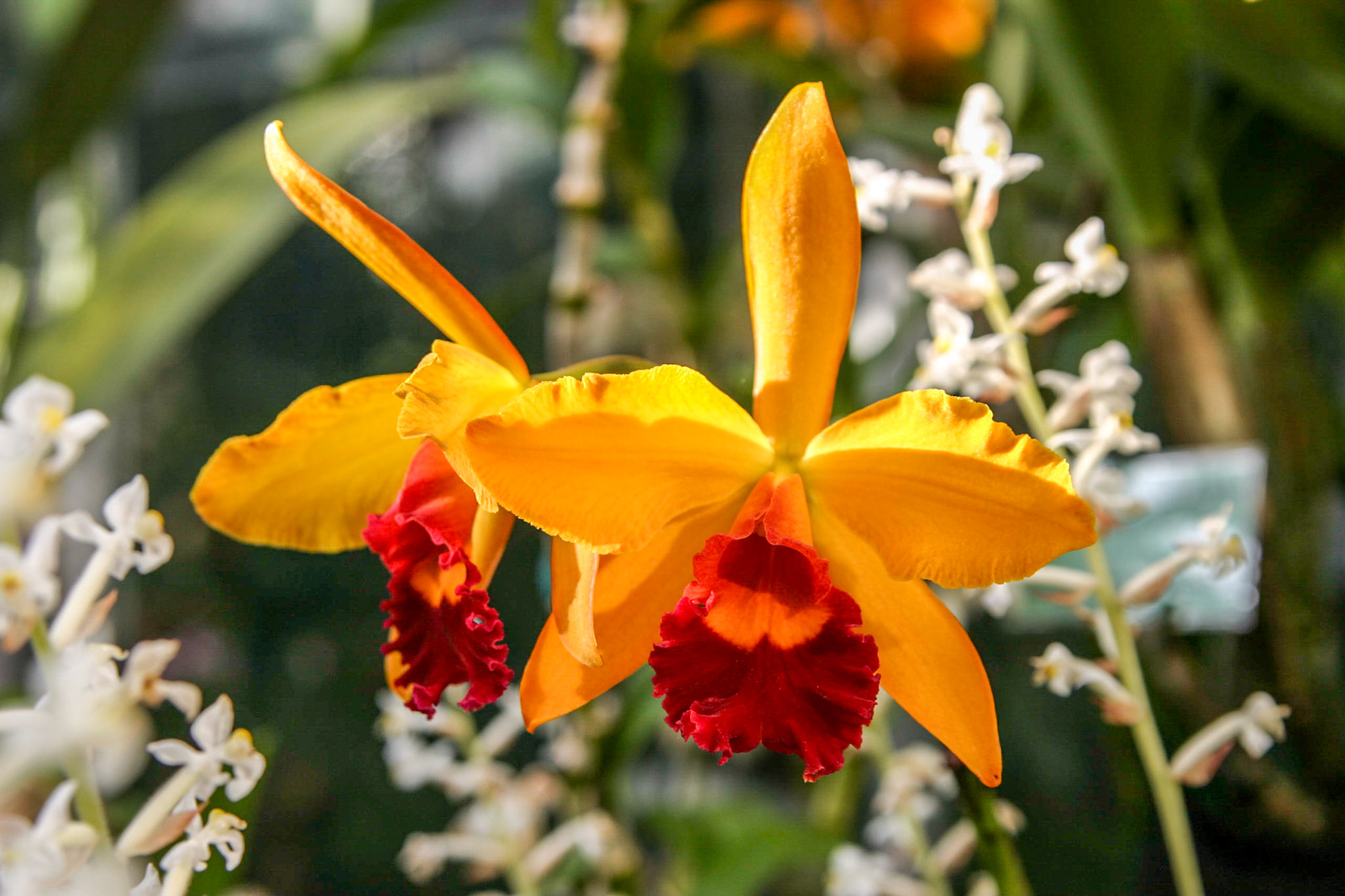 Orchids at the National Botanical Gardens - Washington DC
