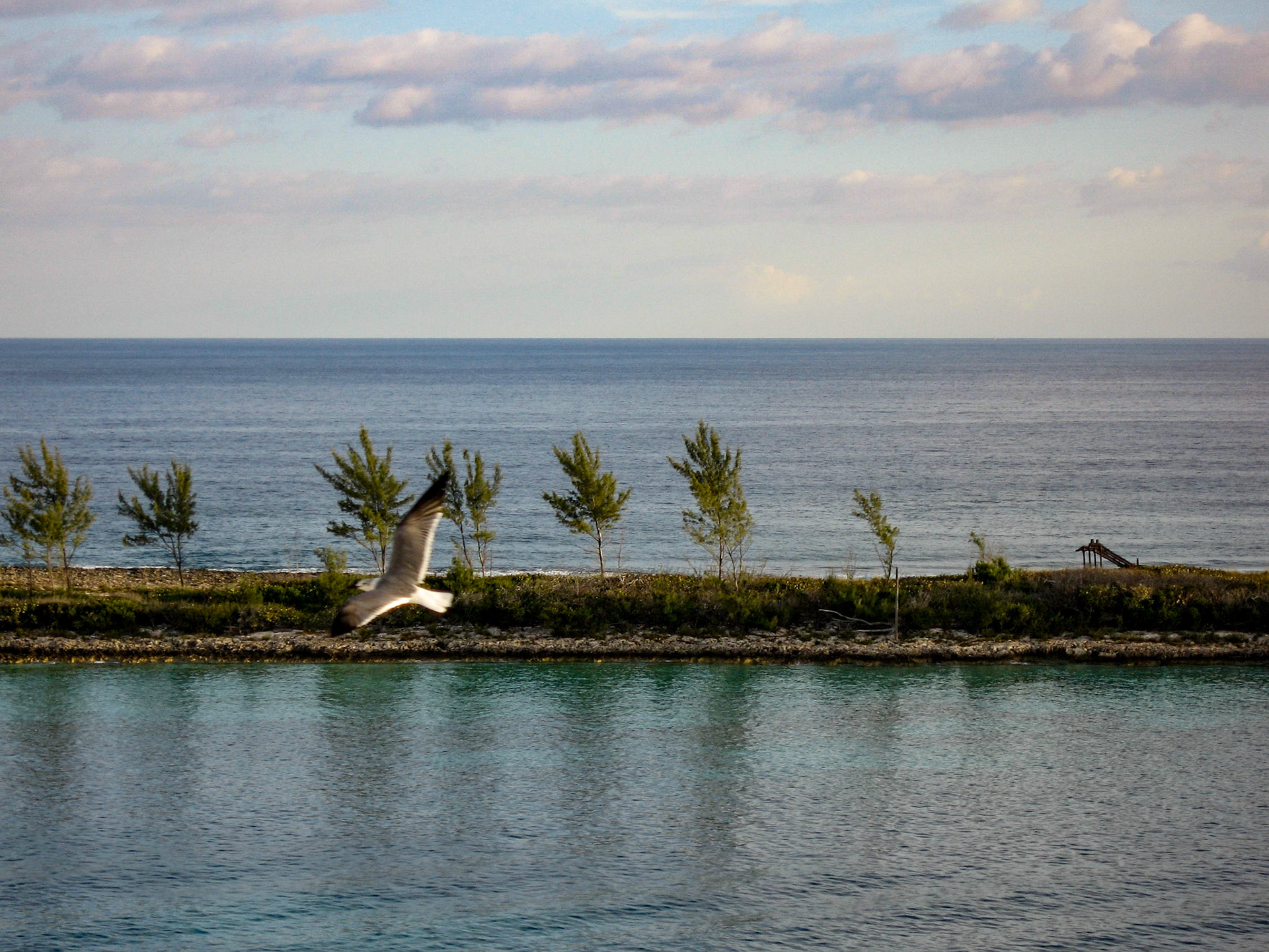 Seagull flying over Nassau shipping channel - Nassau, Bahamas