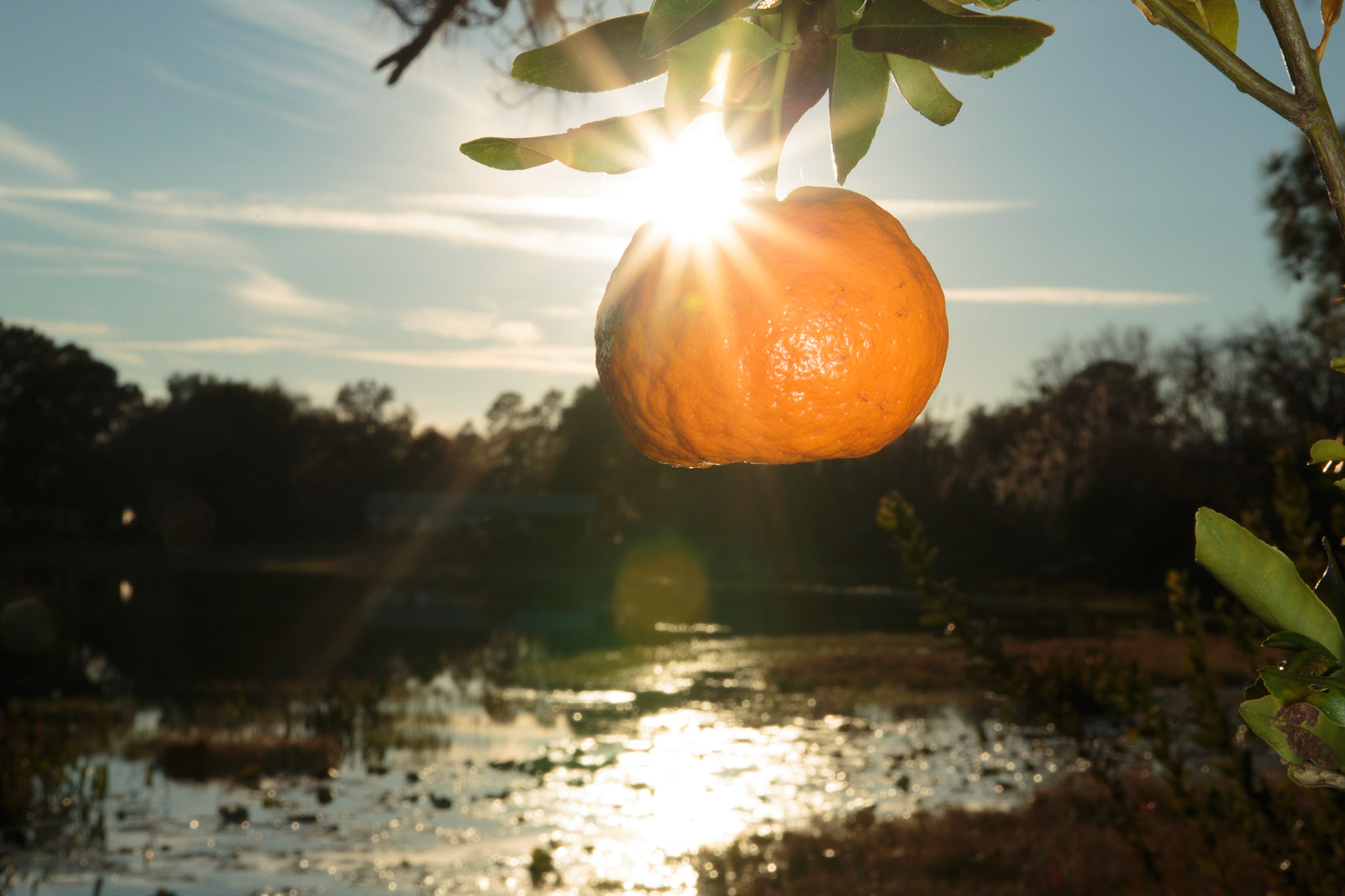 Florida tangerine in setting sun