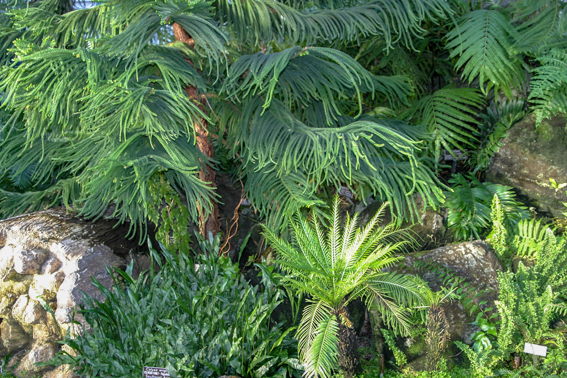 Ferns at the National Botanical Gardens - Washington DC