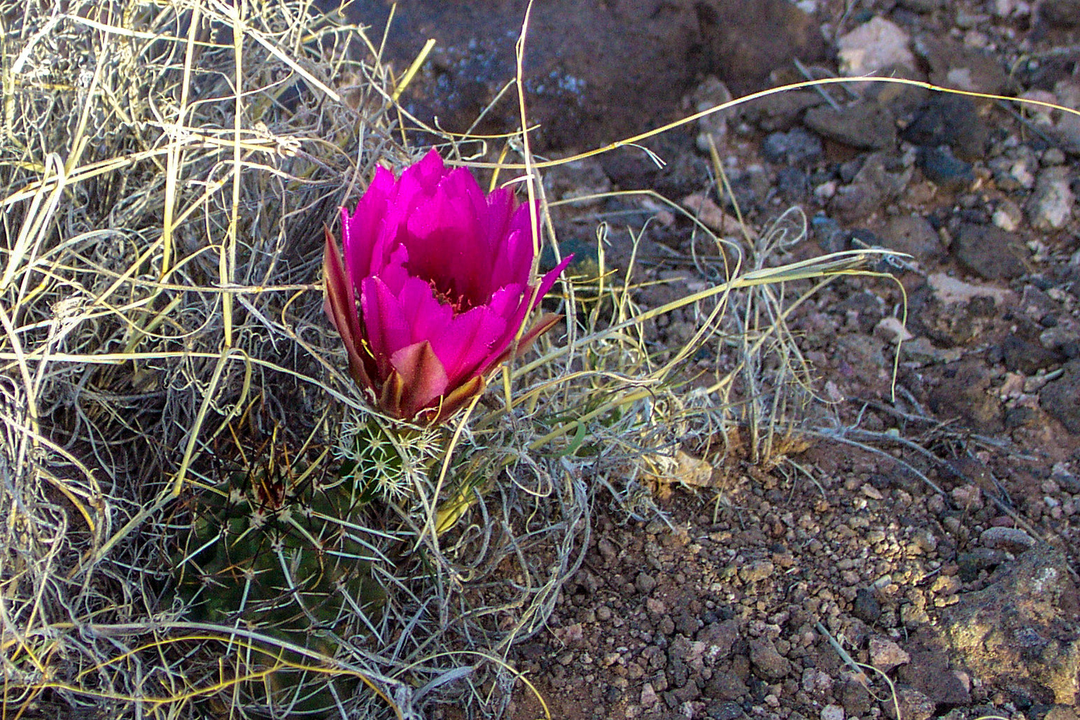 Cactus Blossom - Southwest Colorado
