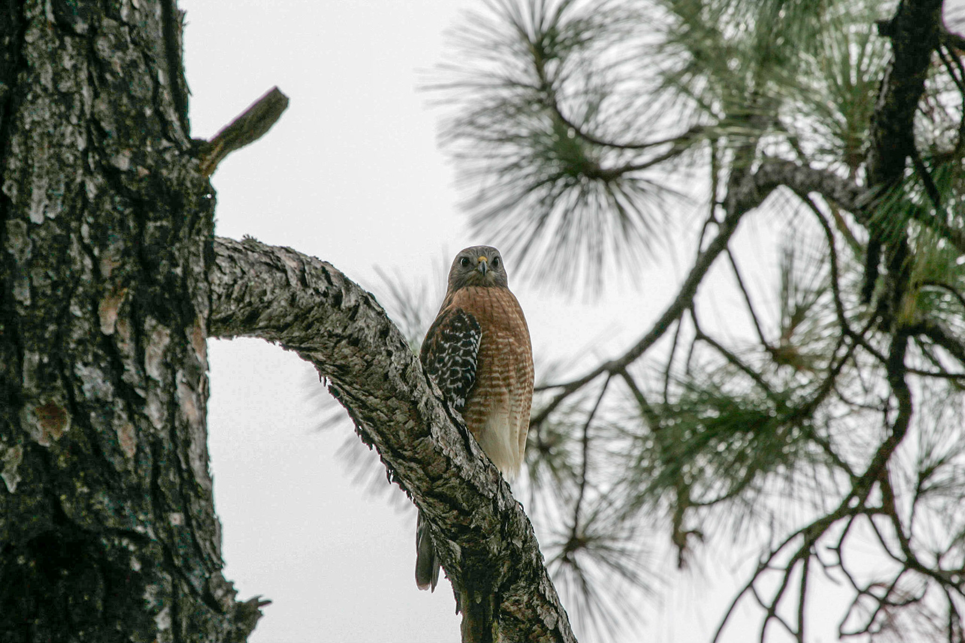 Red-tailed hawk - Interlachen, FL