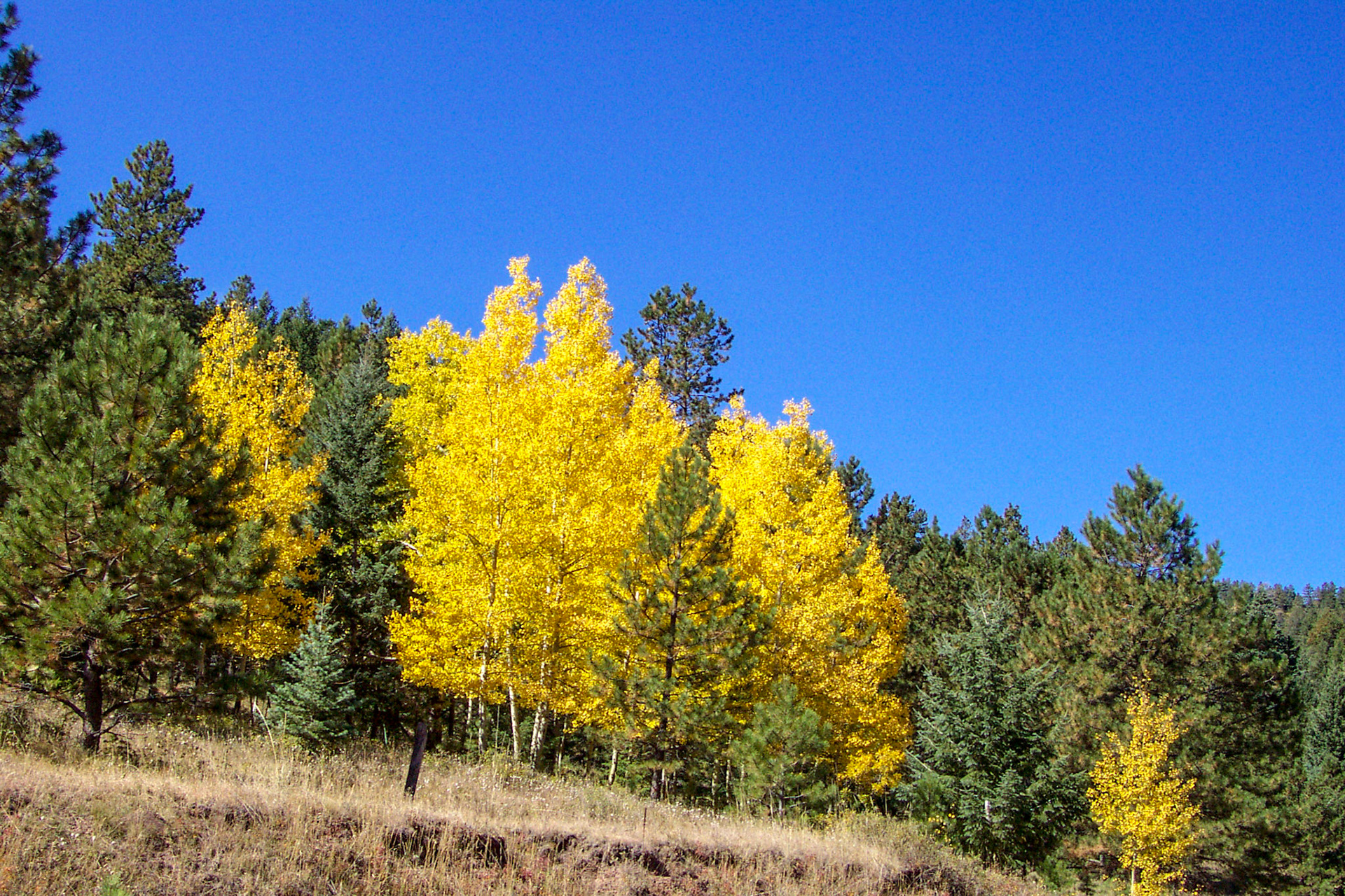 Fall, quaking aspens - Colorado