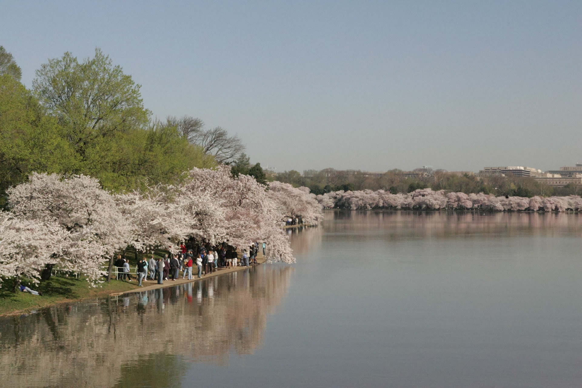 Cherry Blossoms around the Tidal Basin - Washington, DC