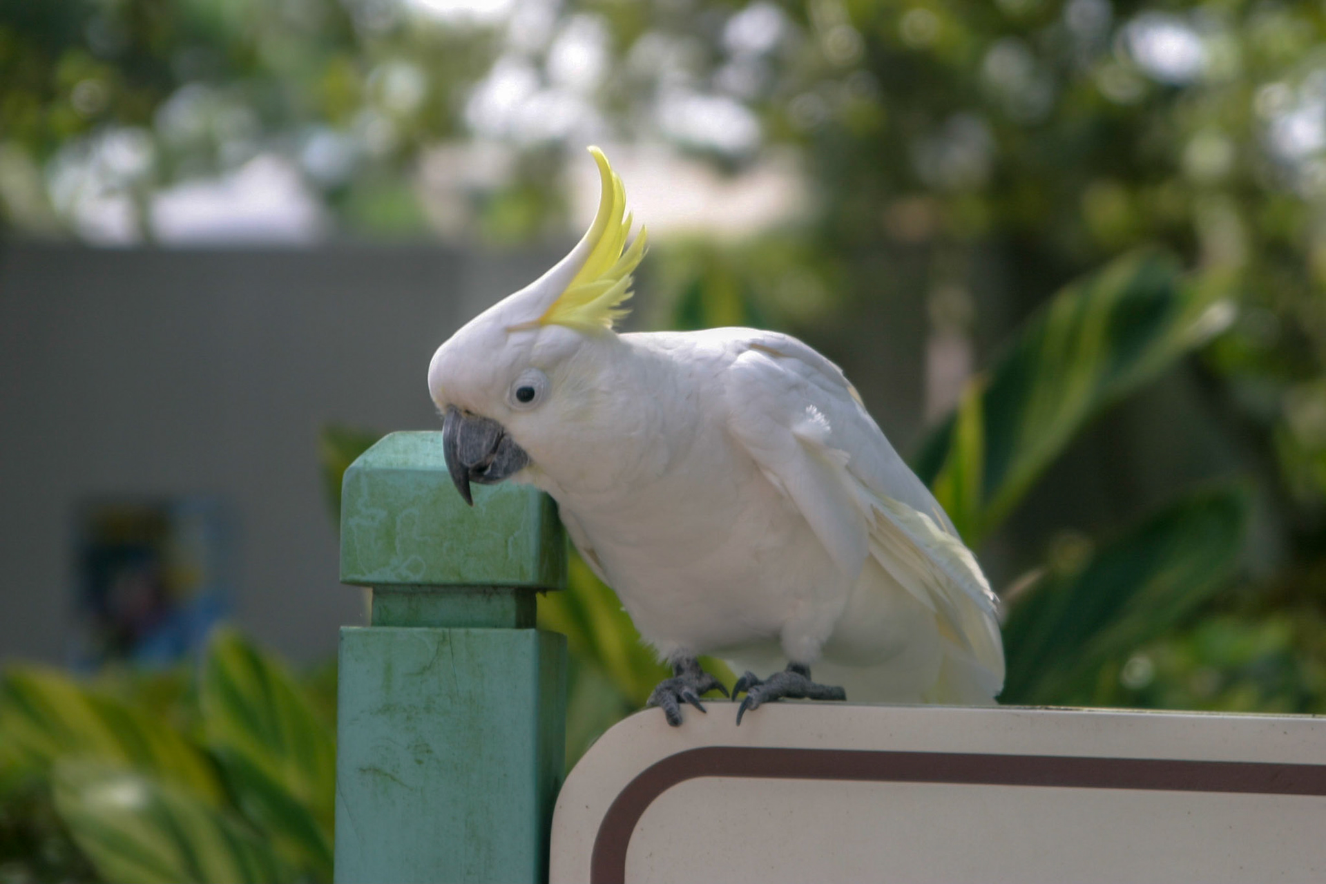 Cockatoo - Seaworld, Orlando, Florida