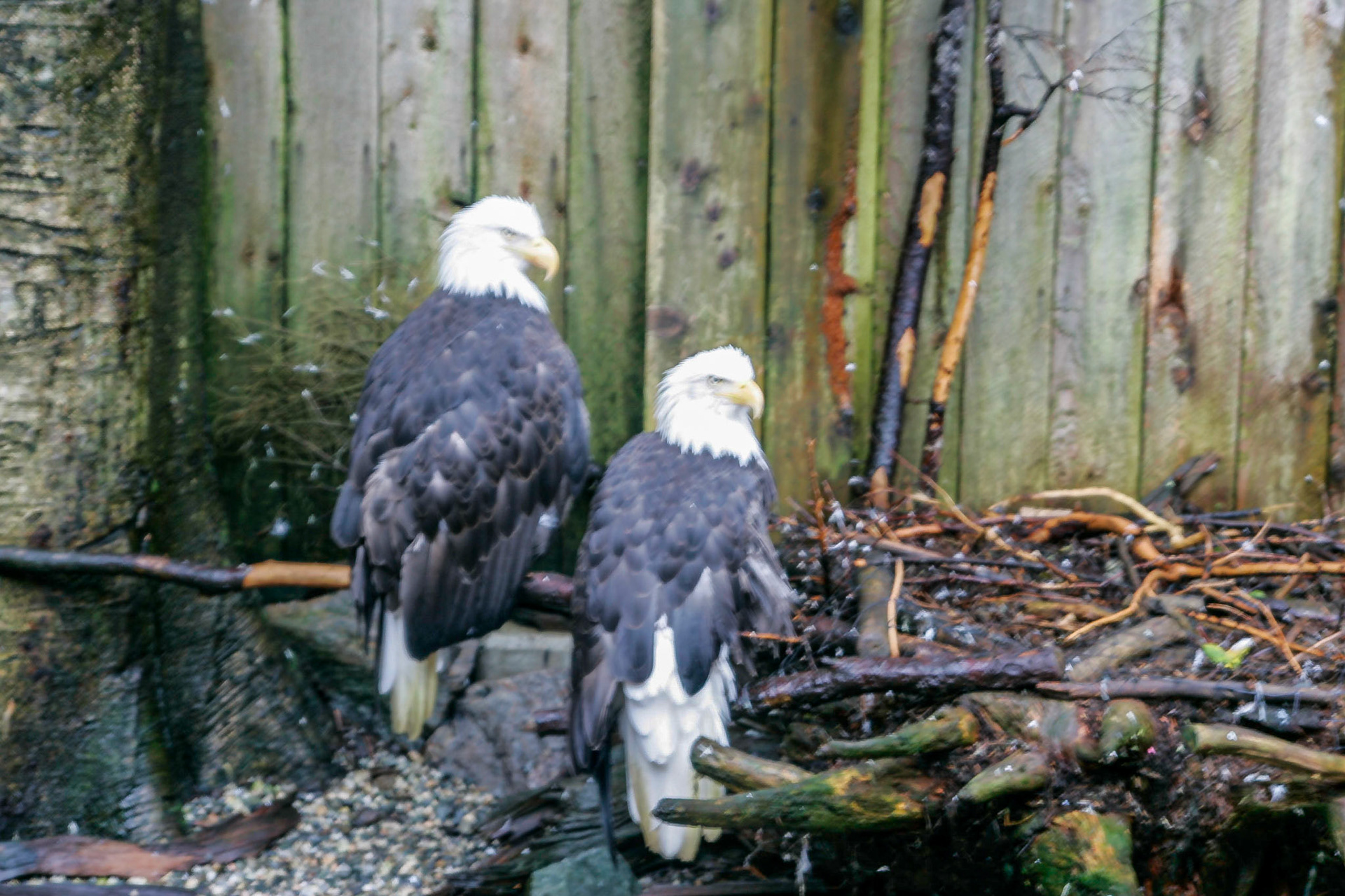 Wonded Bald Eagles being rehabilitated and then released - Ketchikan, Alaska