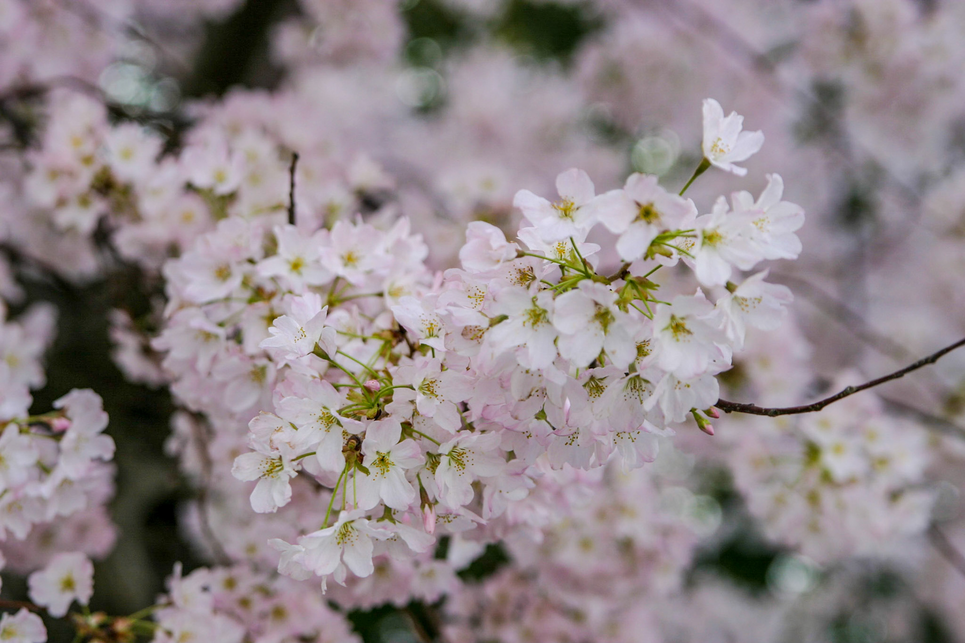 Cherry blossoms around the Tidal Basin - Washington, DC