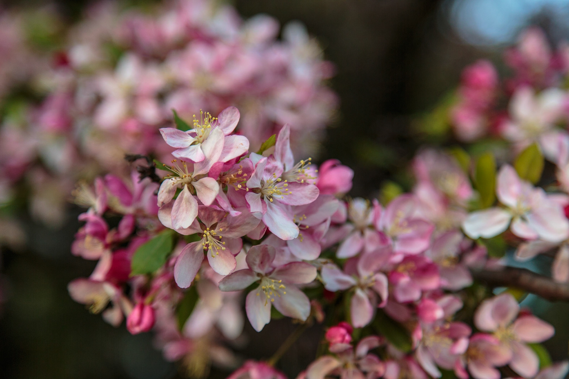 Apple Blossoms