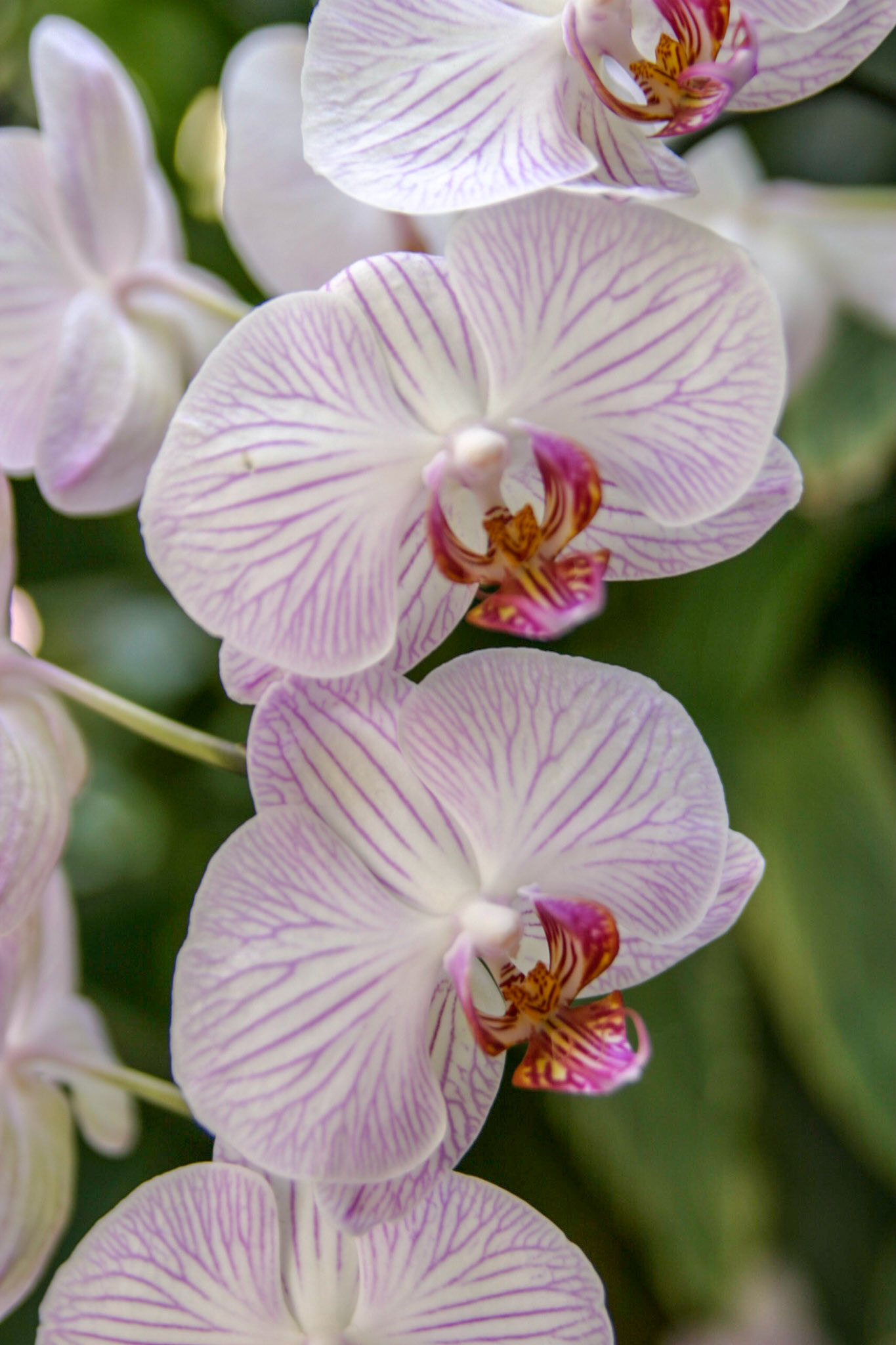 Orchids at the National Botanical Gardens - Washington DC