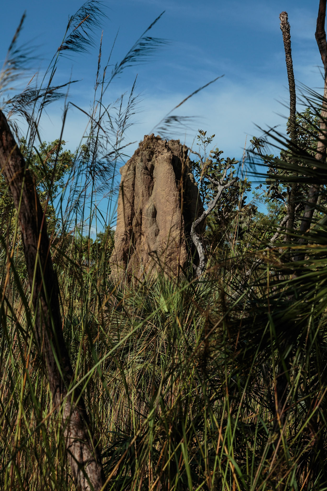Cathedral termite mound - Darwin, Litchfield National Park, Australia