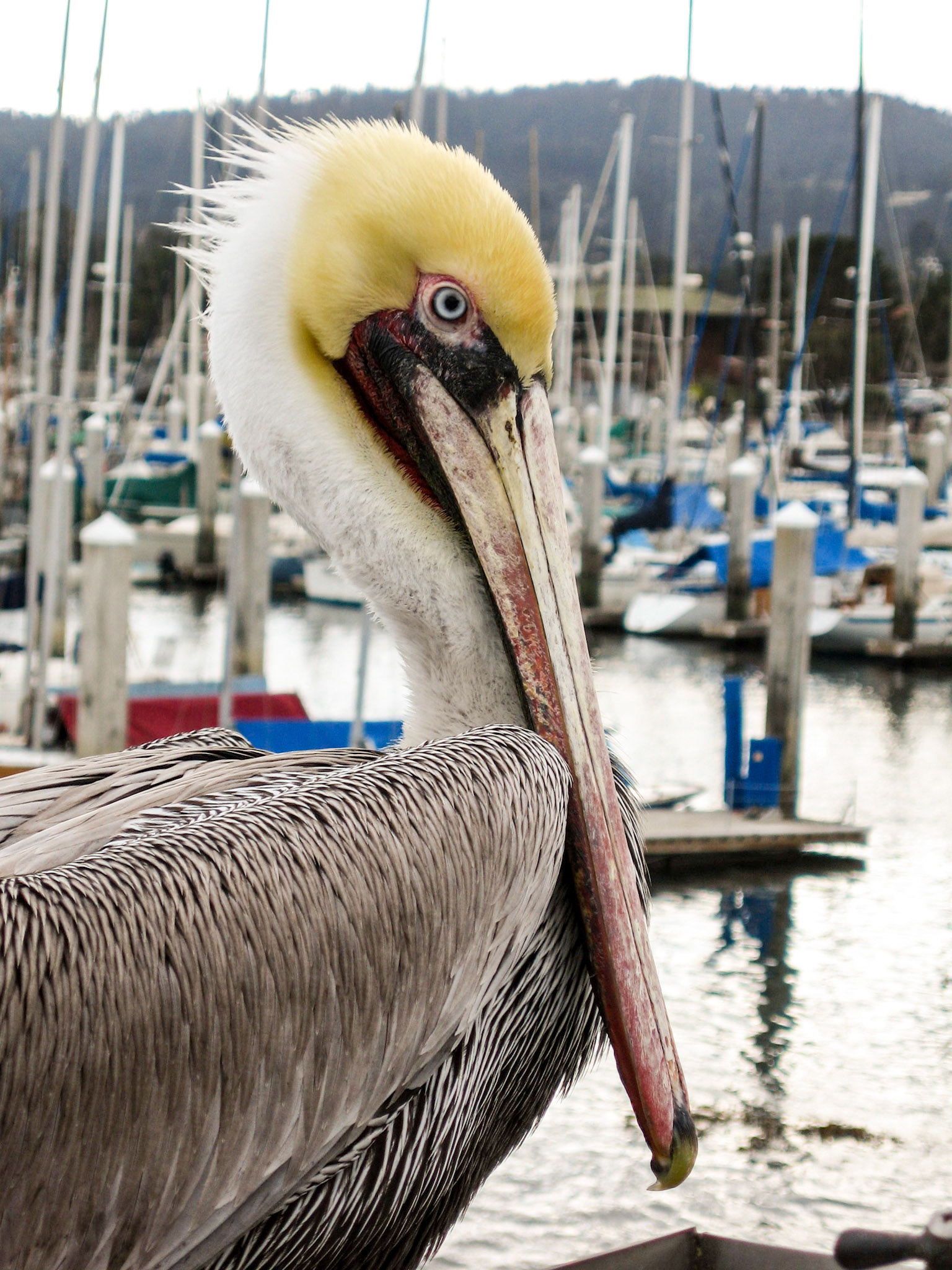 Pelican sitting at the pier - San Francisco, CA