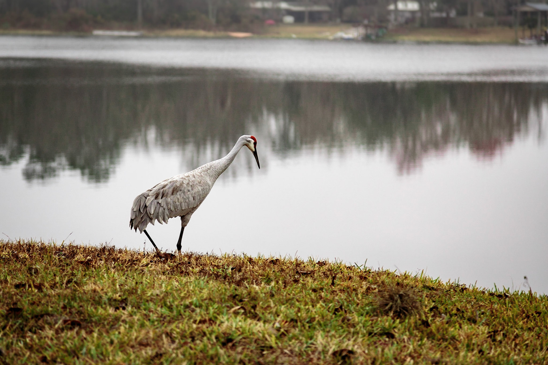 Sand Hill Crane by the pond