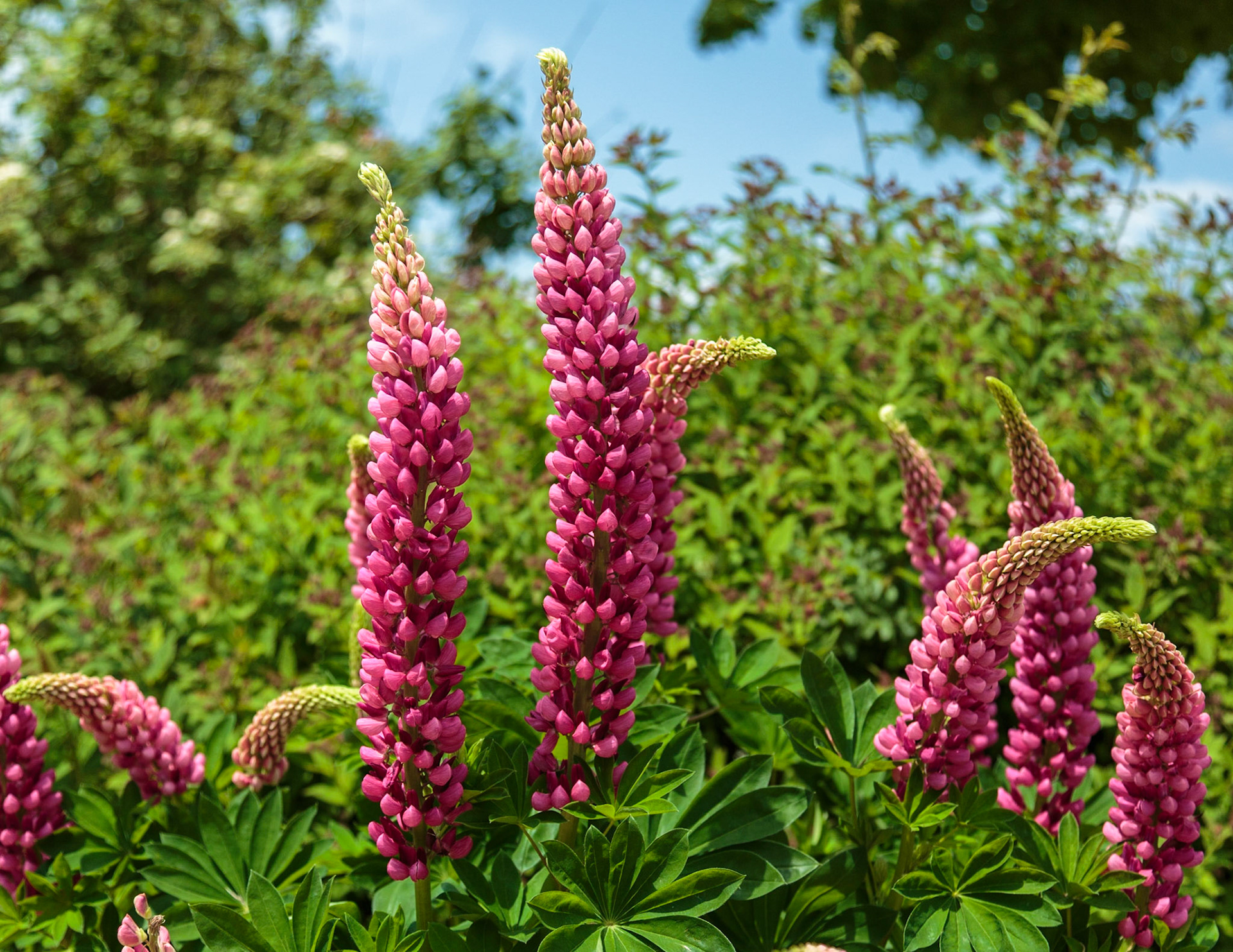 Lupine blossoms - Charlottetown, Prince Edward Island, Canada