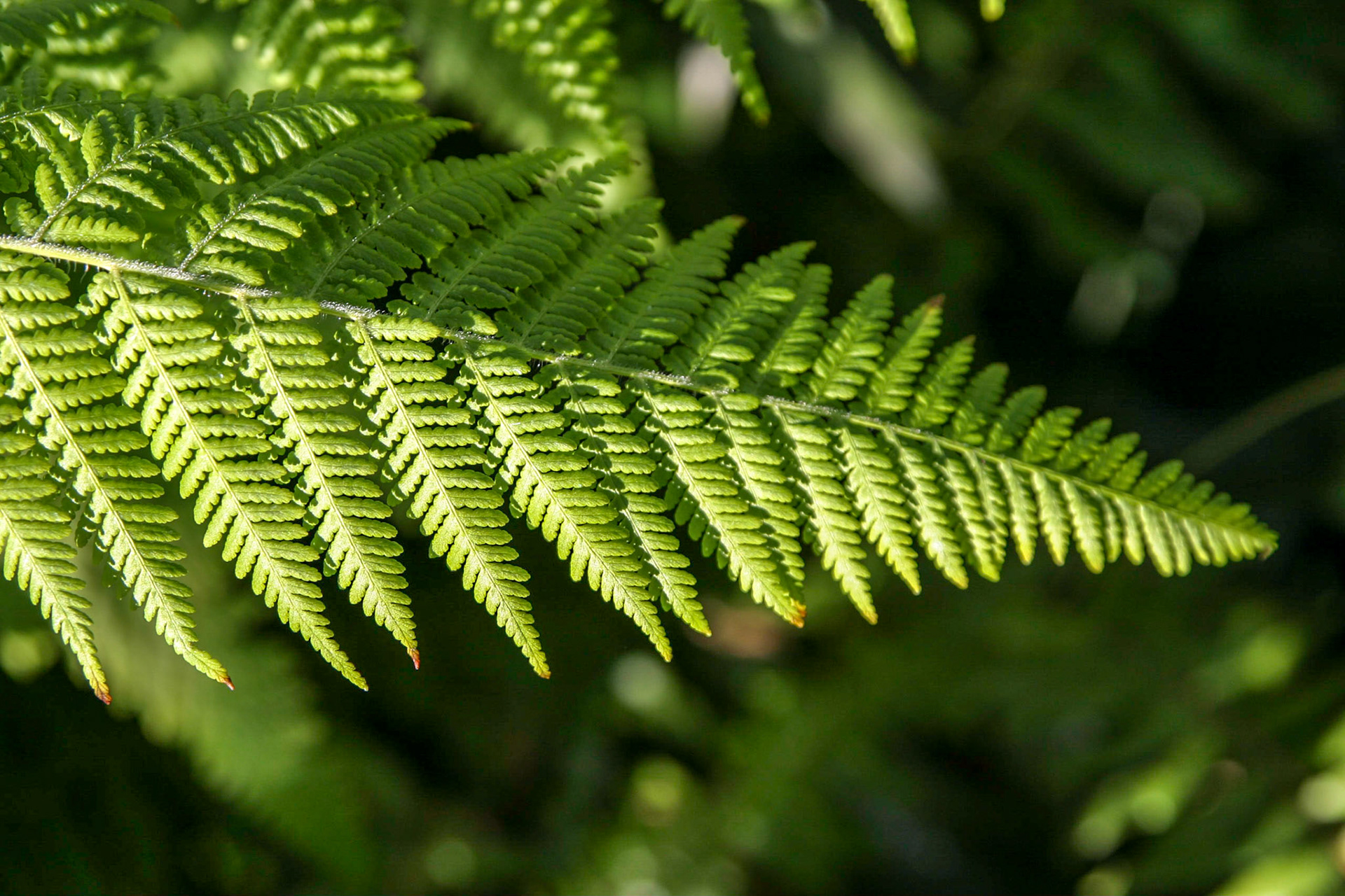 Ferns at the National Botanical Gardens - Washington DC