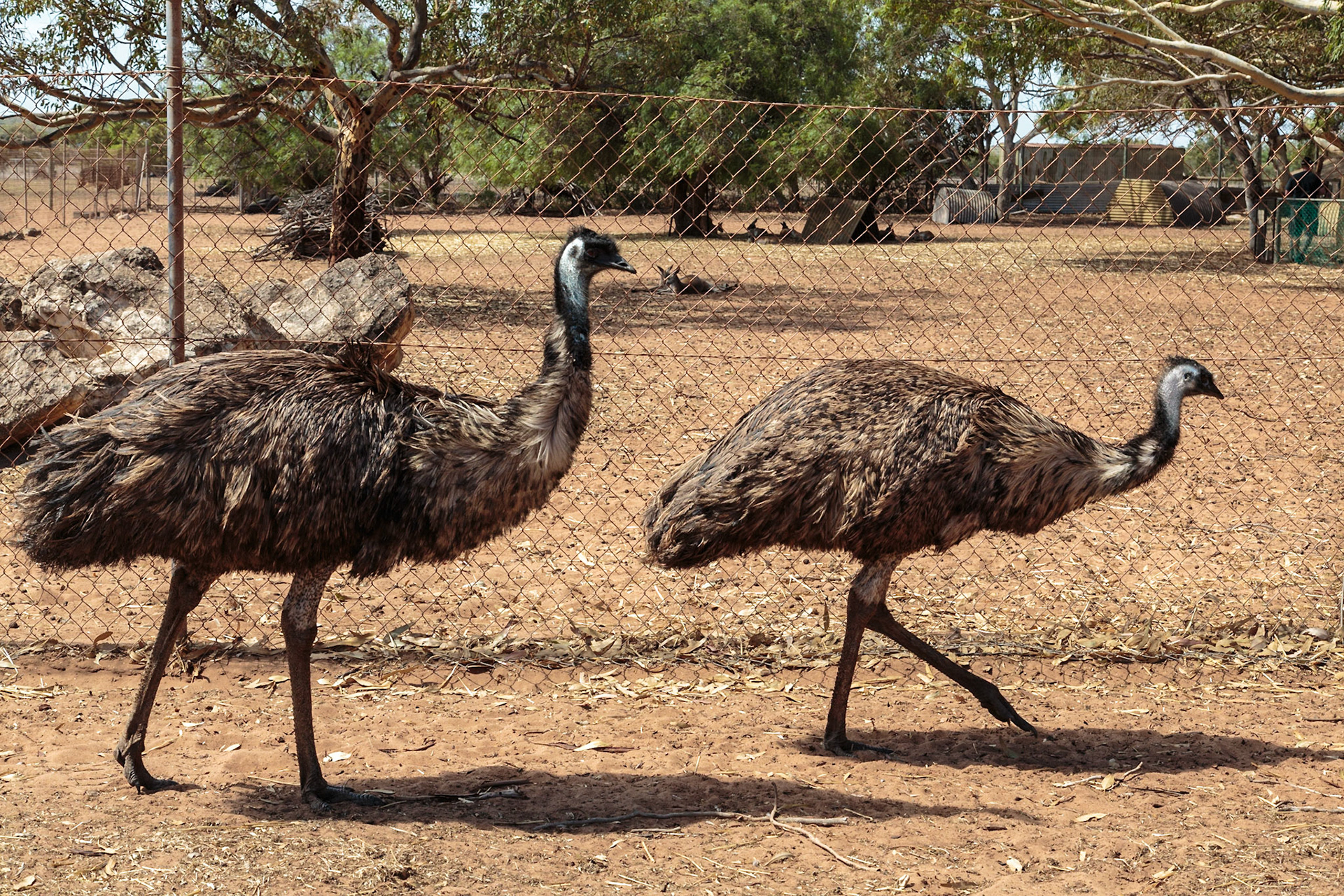 Emus at Greenough Wildlife and Bird Park - Geraldton, Australia