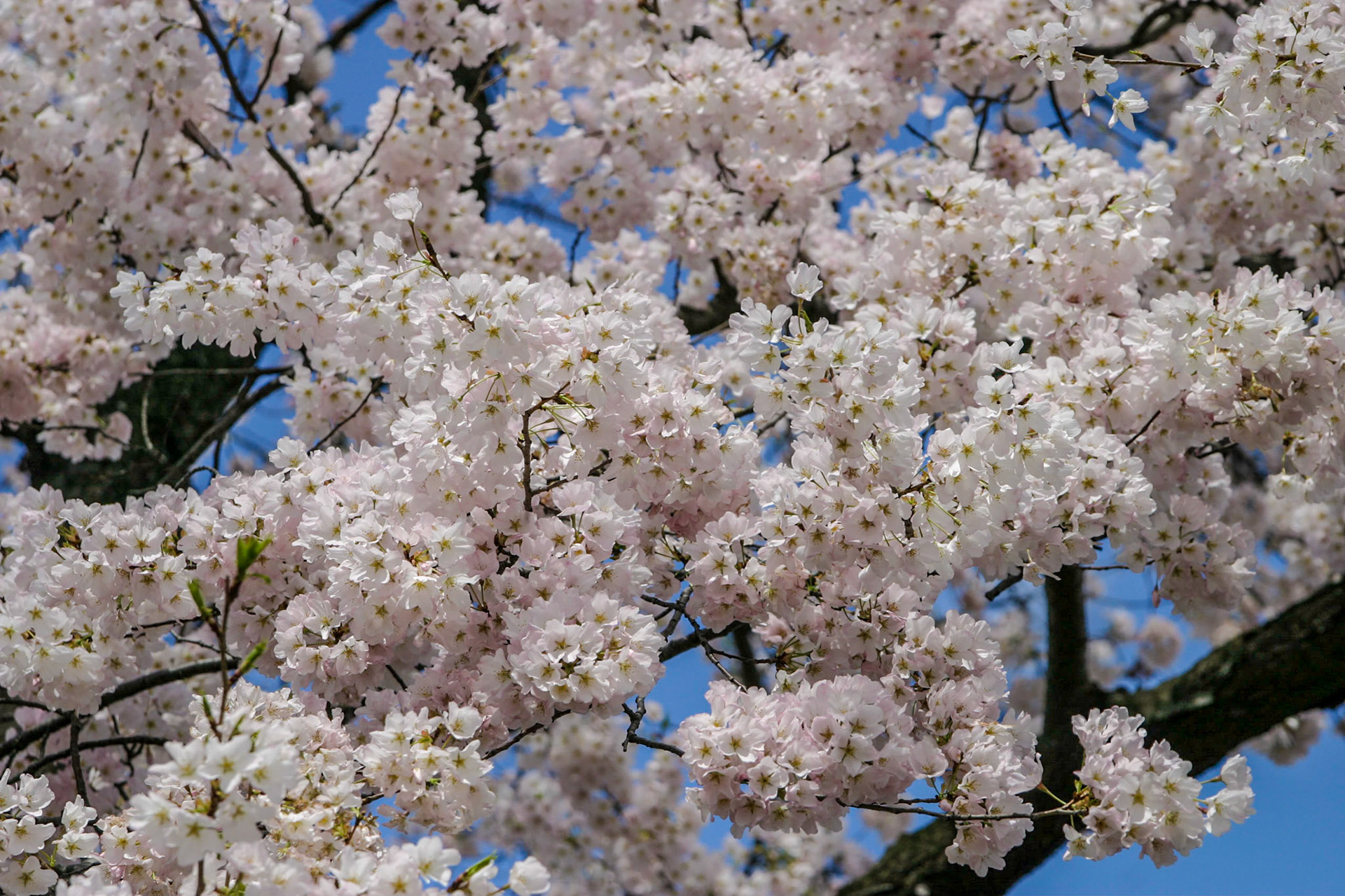 Cherry blossoms - Washington, DC