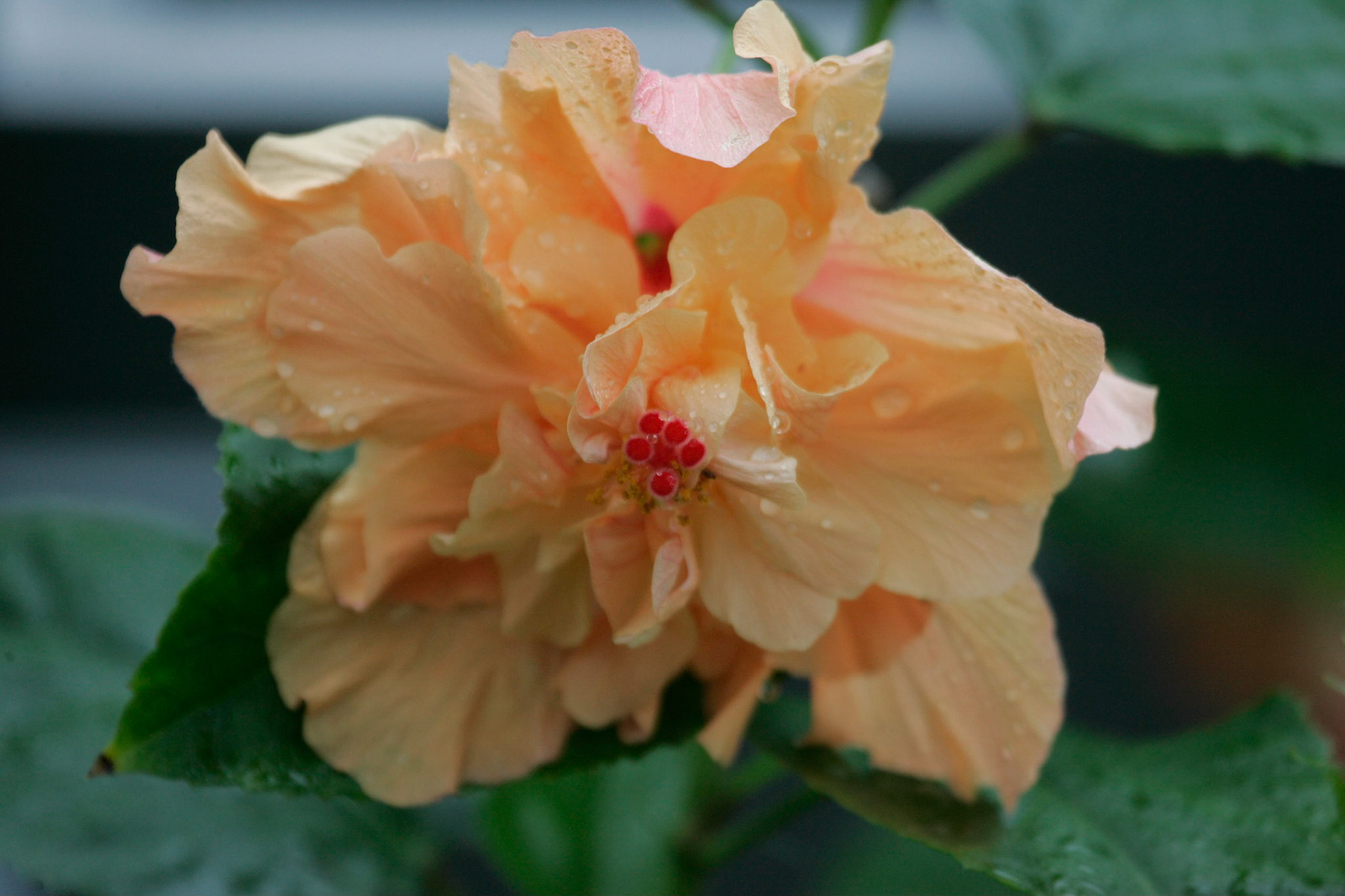 Flower - Interlachen, FL