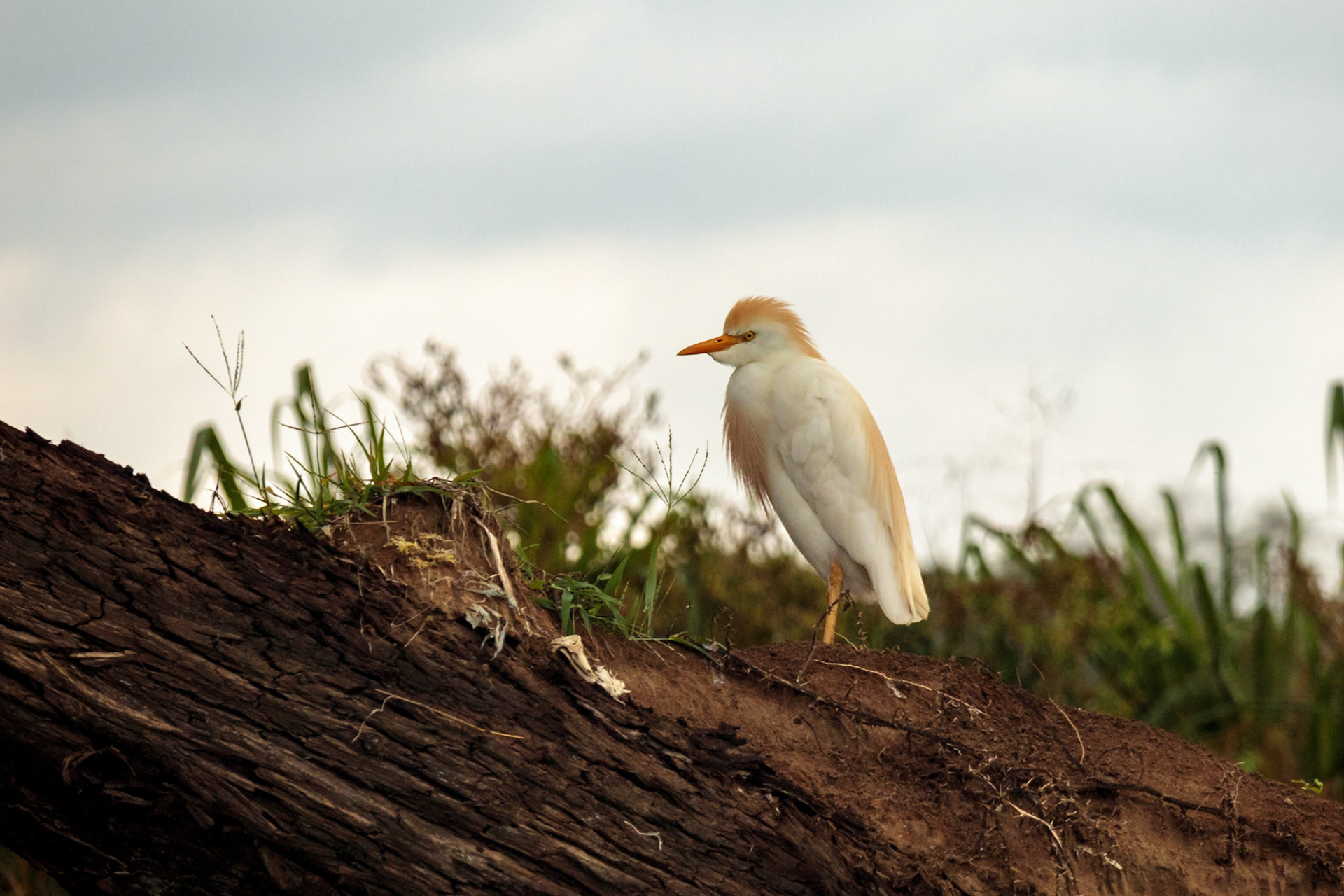 Cattle Egret - Puerto Caldera, Puntarenas, Tarcoles River, Costa Rica